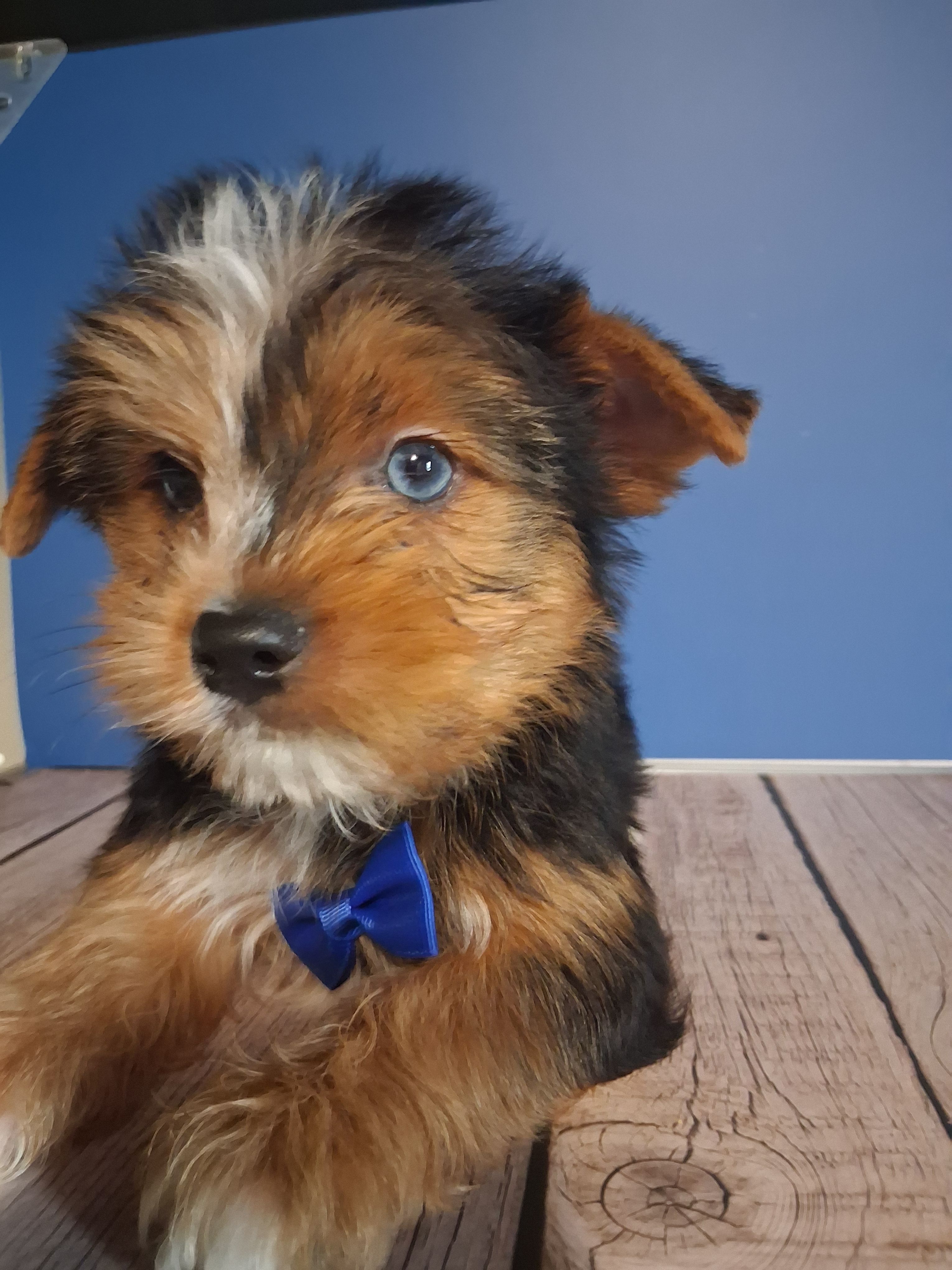 Perry – Yorkshire Terrier puppy for sale in Kernersville, NC