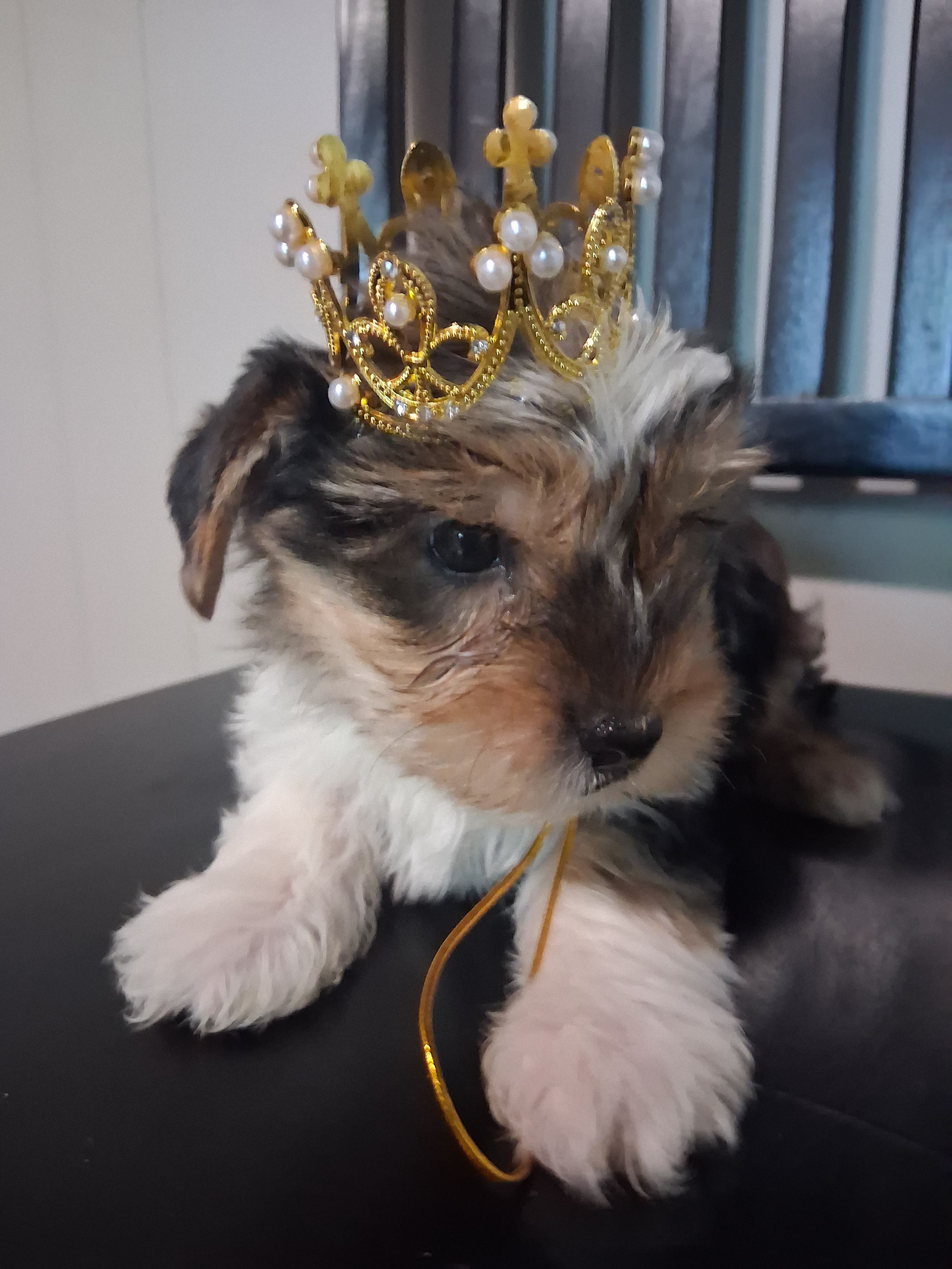 Kate – Yorkshire Terrier puppy for sale in Kernersville, NC