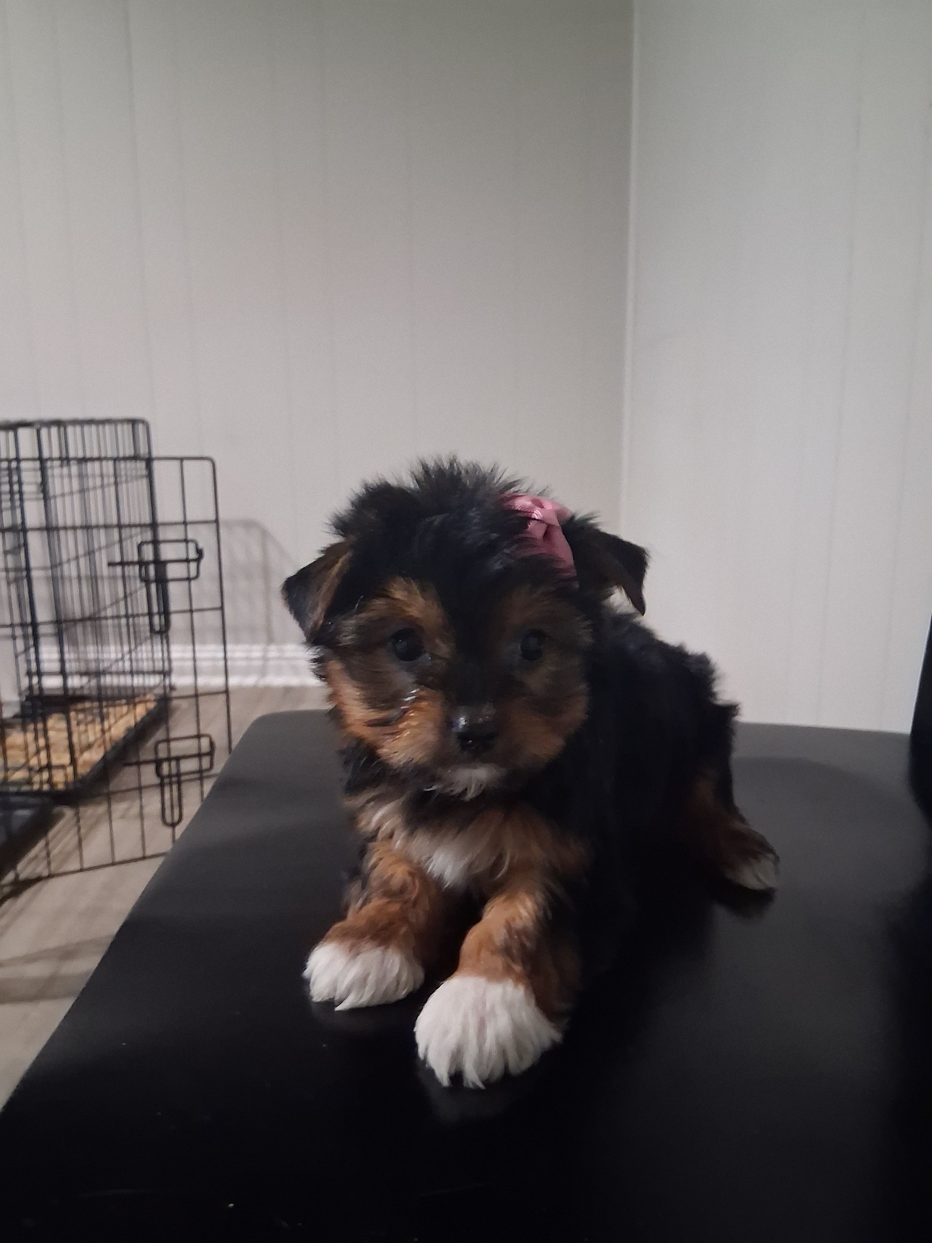 Ella – Yorkshire Terrier puppy for sale in Kernersville, NC