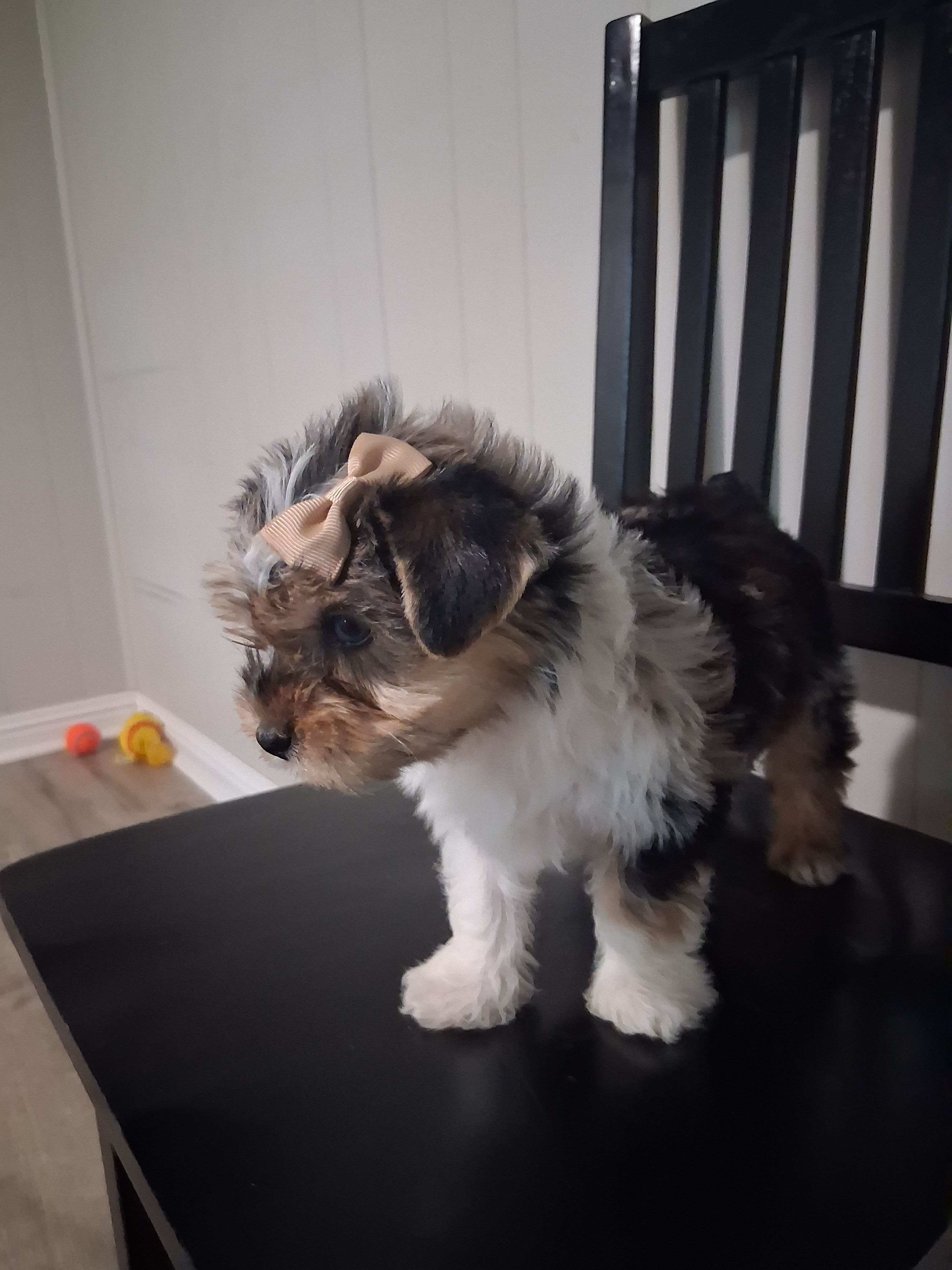 Kate – Yorkshire Terrier puppy for sale in Kernersville, NC