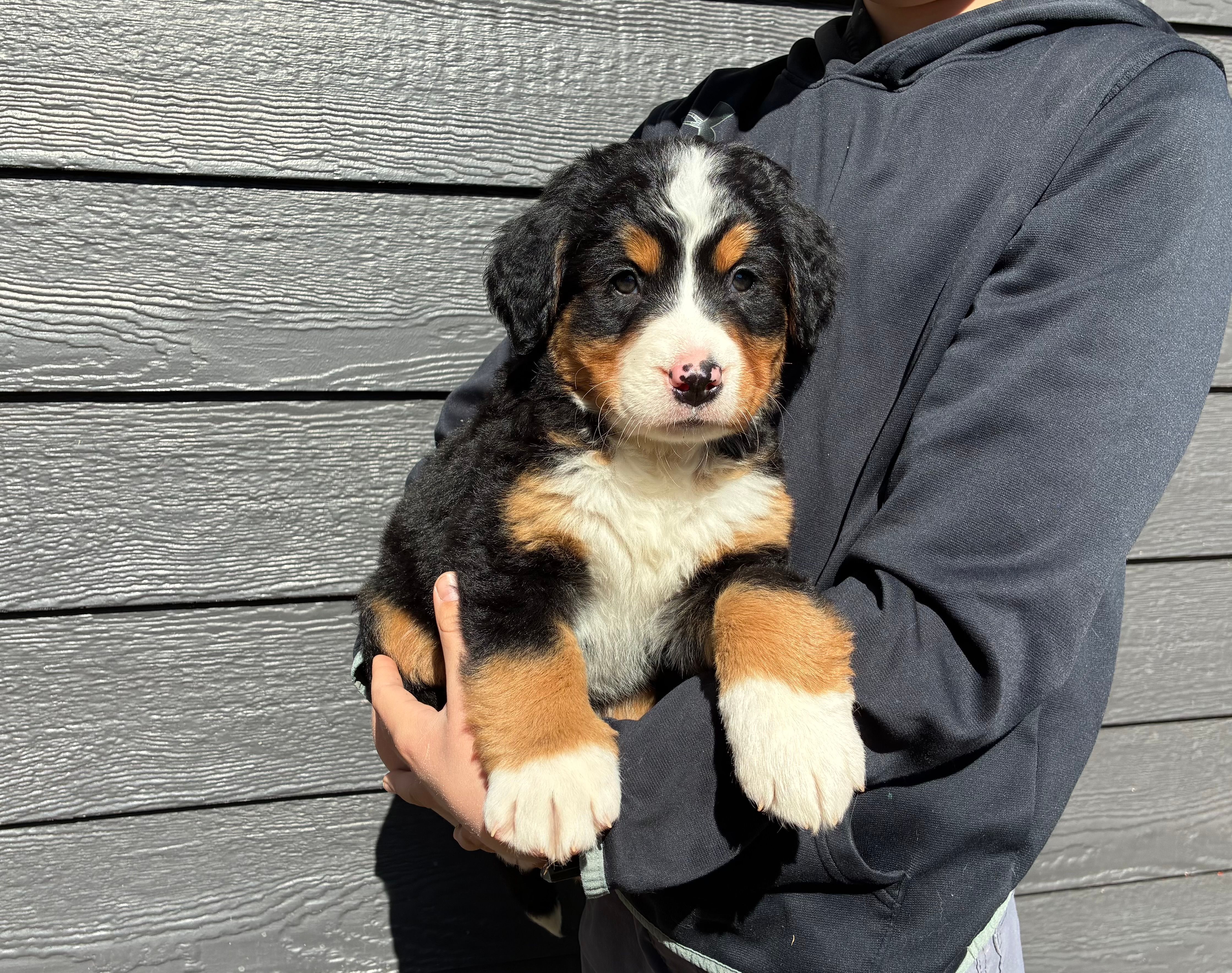 Gracie – Bernese Mountain Dog puppy for sale in Superior, WI