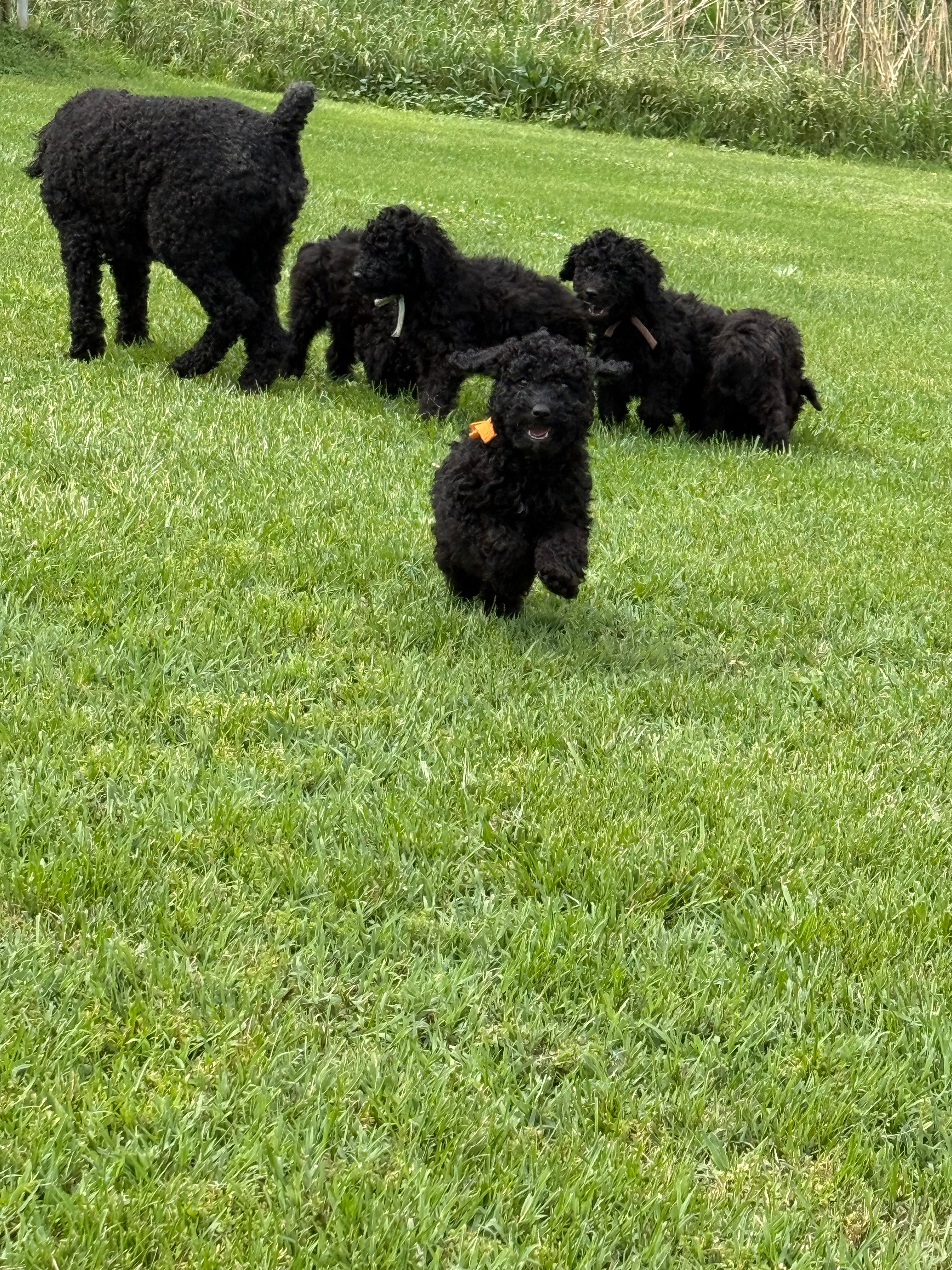 Orange girl-Moyen – Poodle - Standard  puppy for sale in Stanley, VA