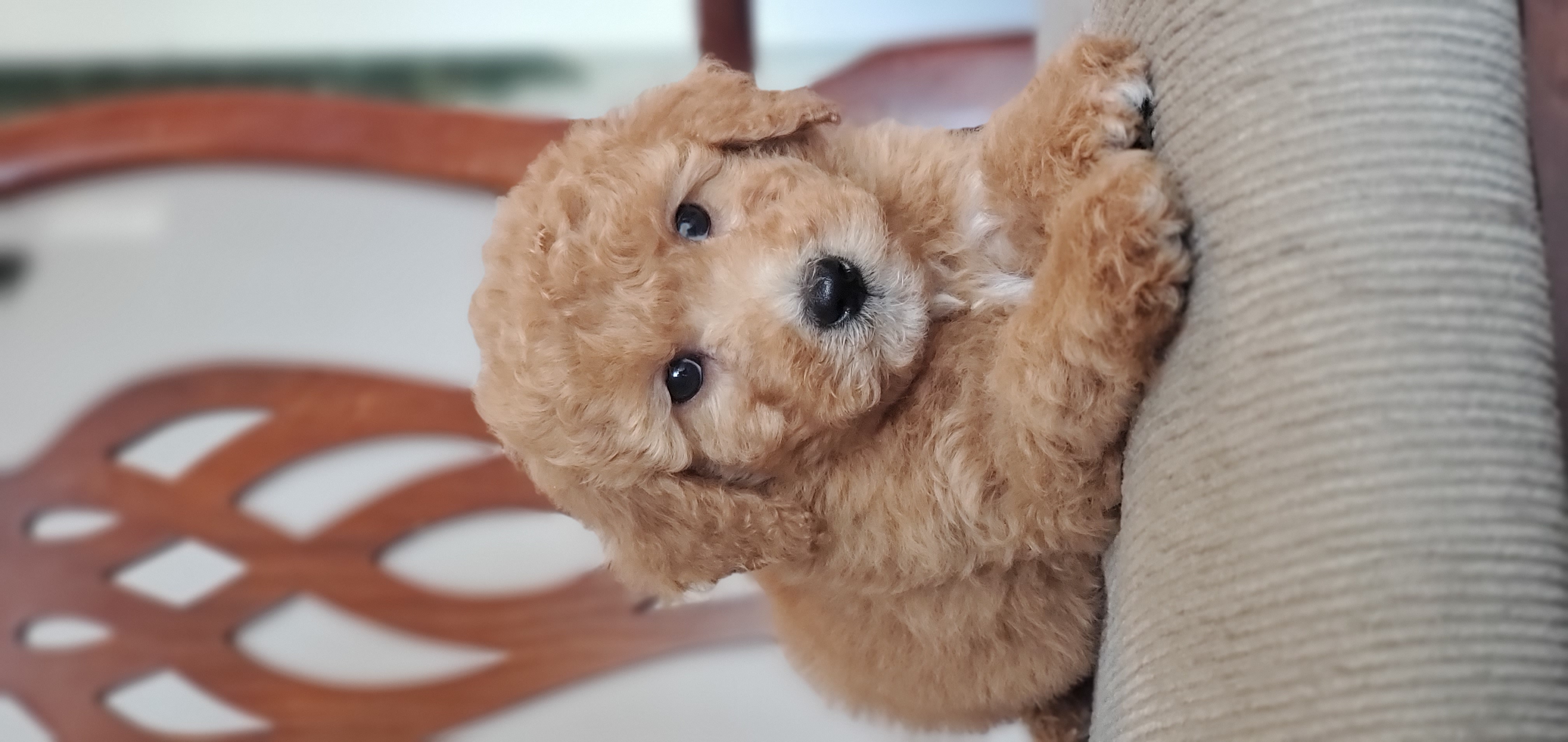 Charlie – Miniature Goldendoodle puppy for sale in Oklahoma City, OK