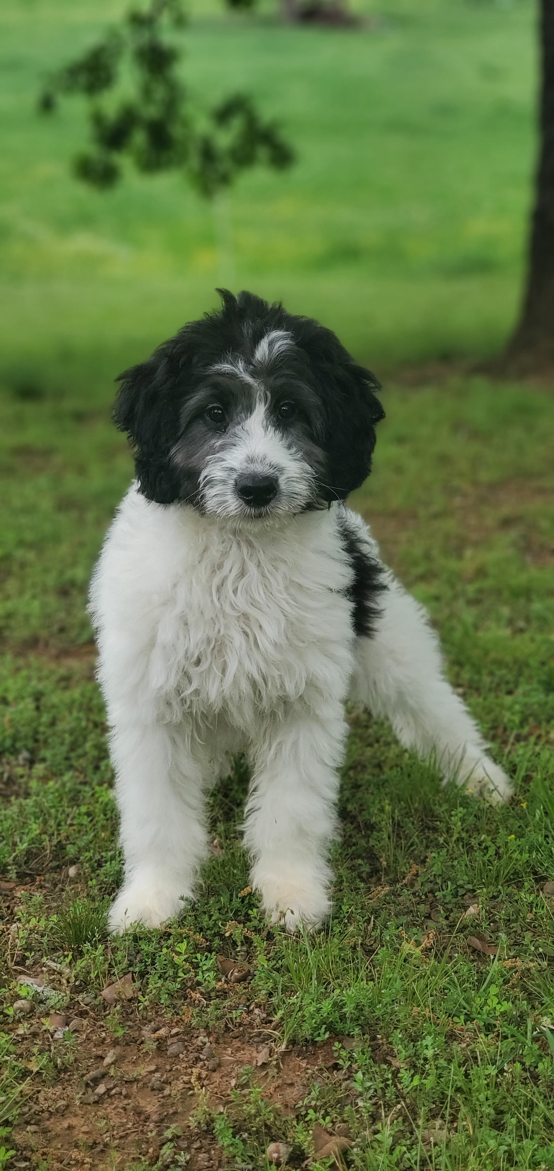 Dash – Springer Doodle puppy for sale in Oklahoma City, OK