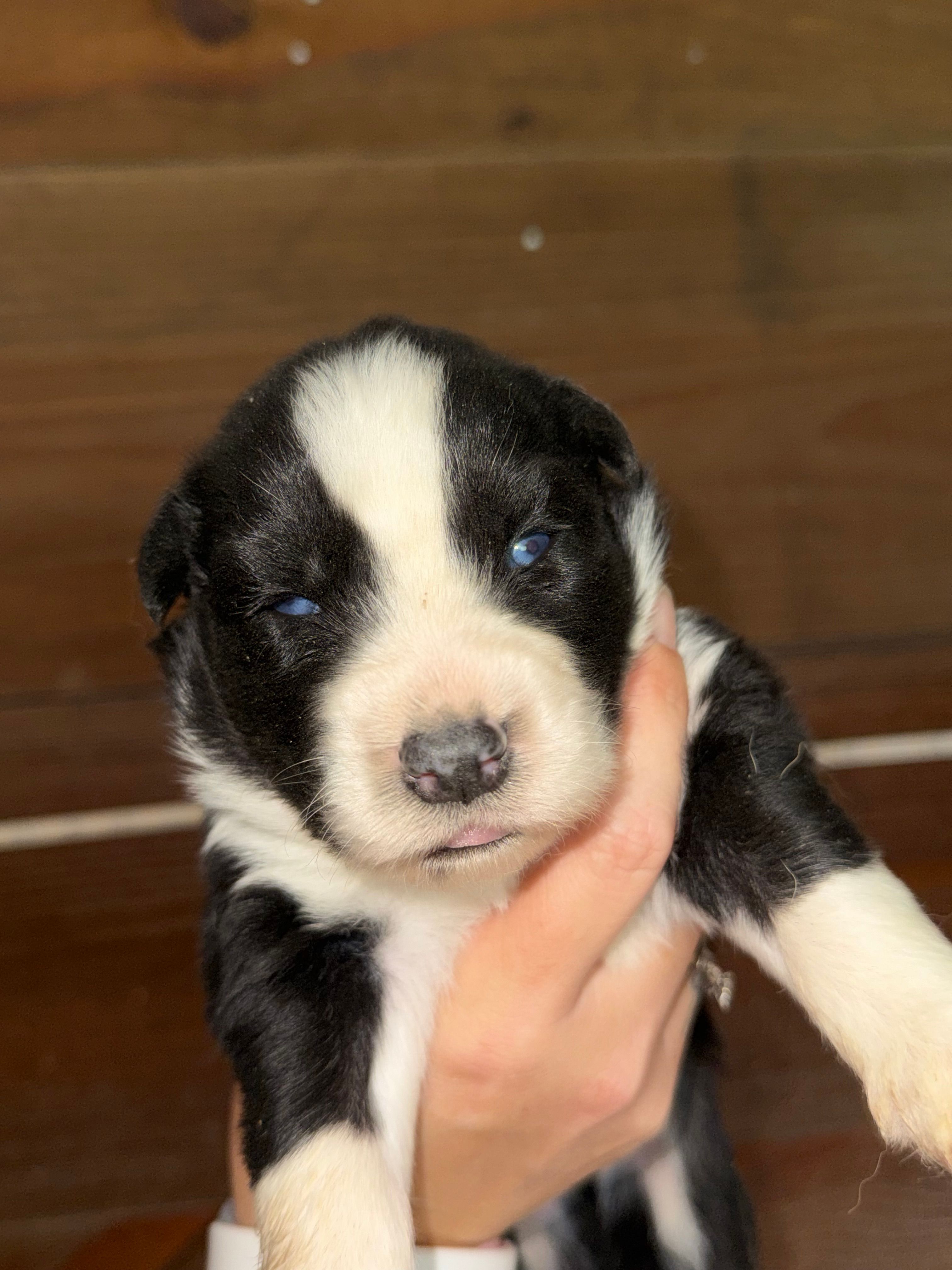 Blue – German Shepherd Dog, Siberian Husky puppy for sale in Diboll, TX