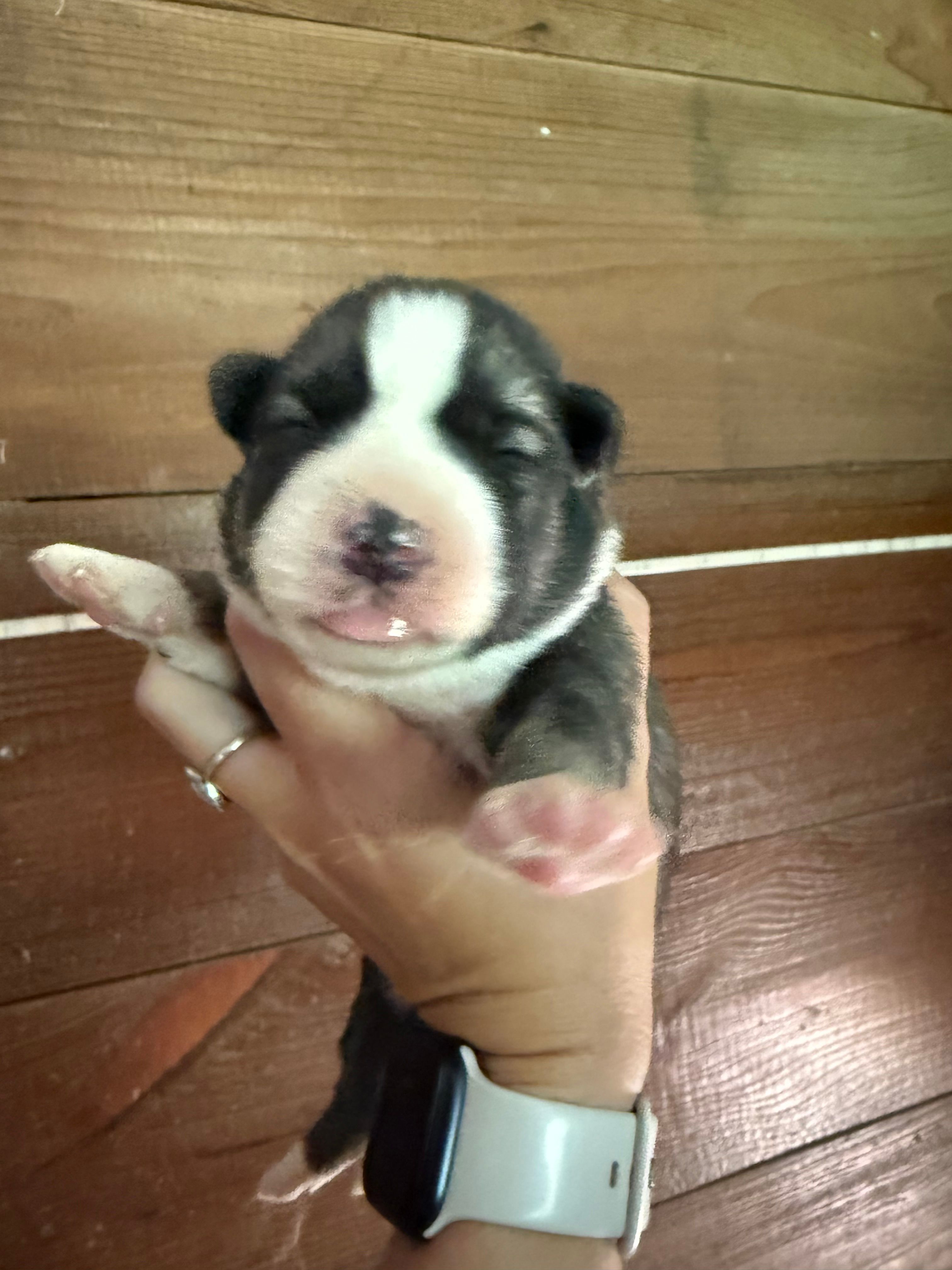 Yellow – German Shepherd Dog, Siberian Husky puppy for sale in Diboll, TX