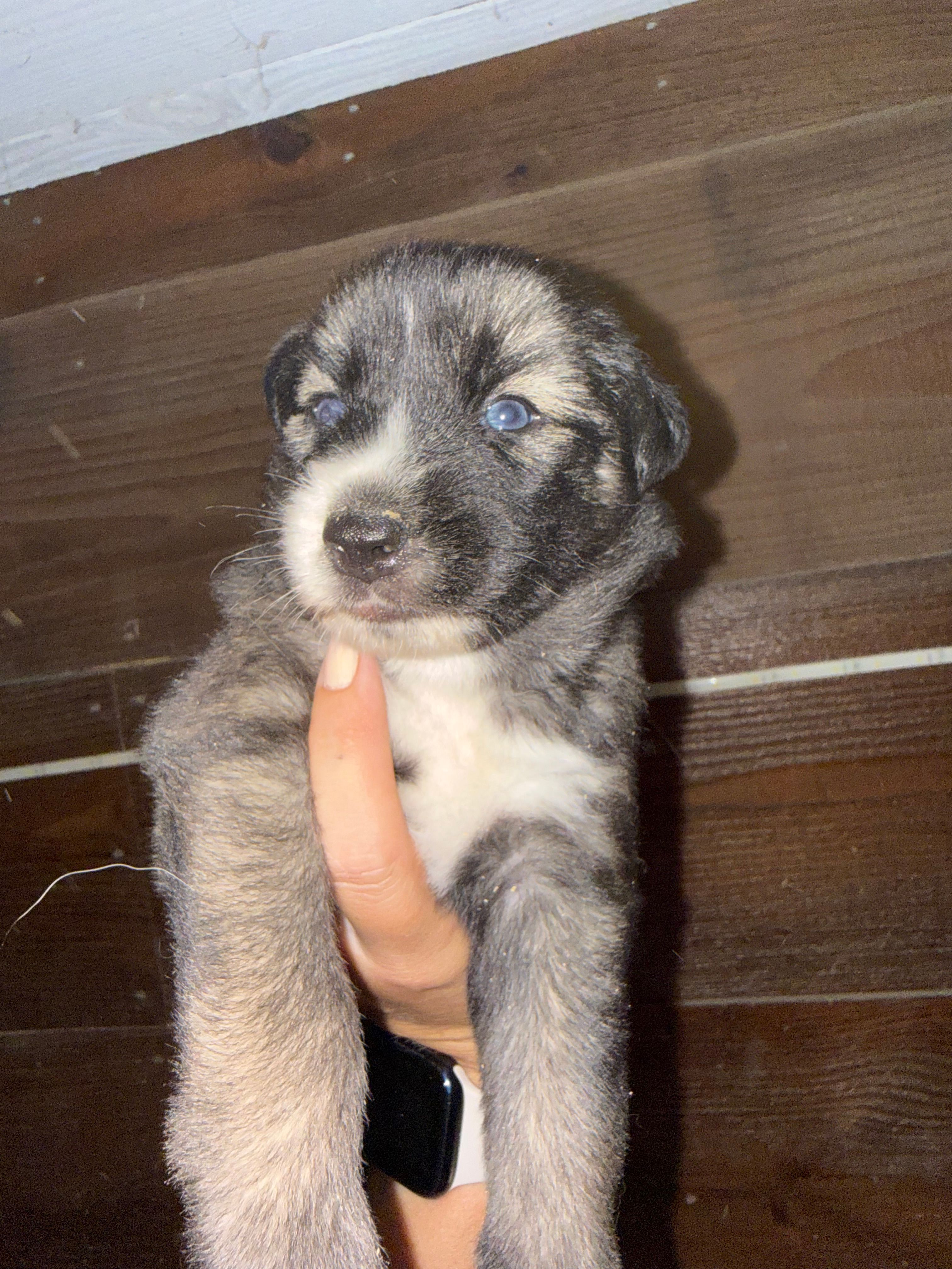 Pink – German Shepherd Dog, Siberian Husky puppy for sale in Diboll, TX
