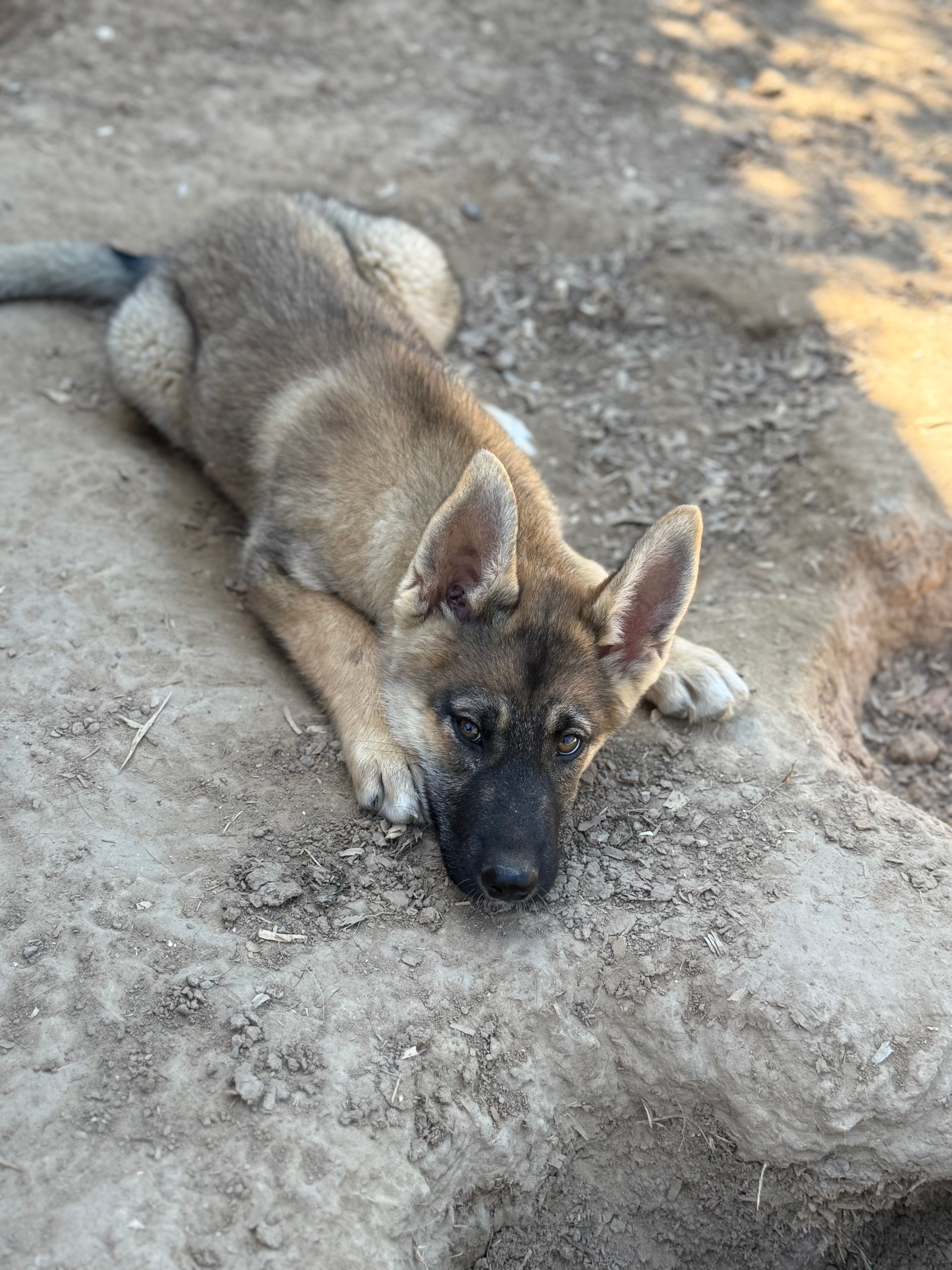 Rogue – German Shepherd Dog, Siberian Husky puppy for sale in Diboll, TX