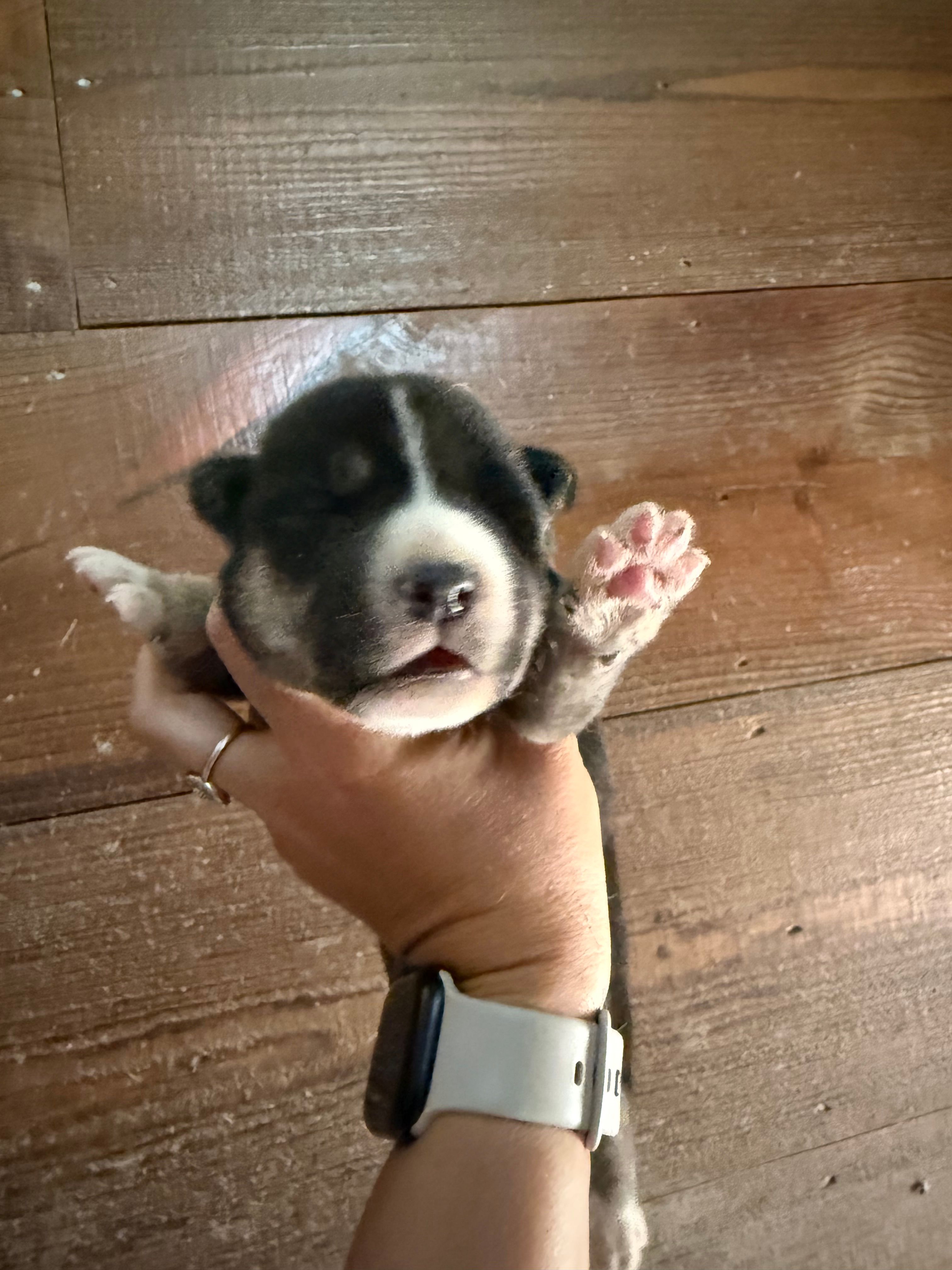 Green – German Shepherd Dog, Siberian Husky puppy for sale in Diboll, TX