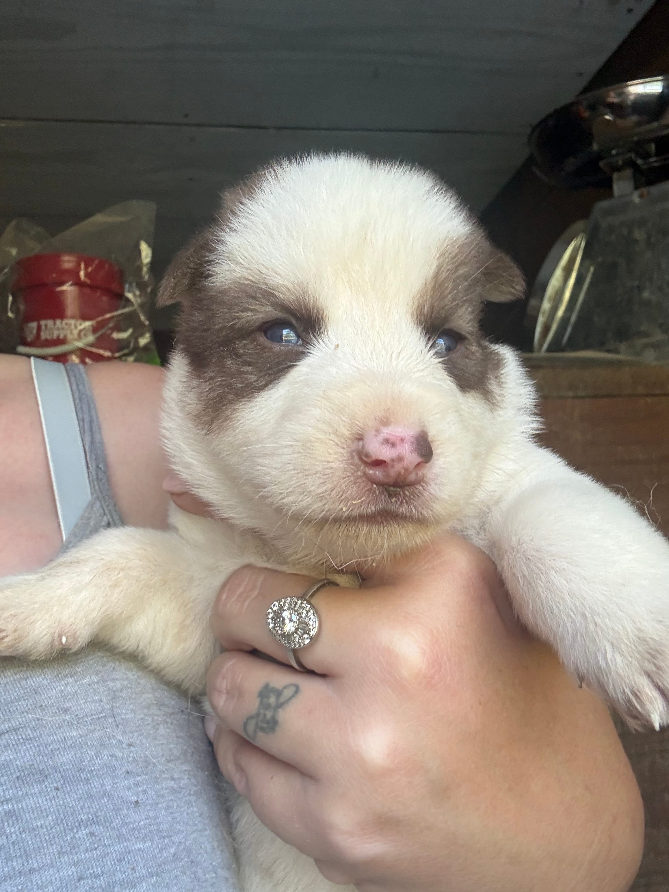 Red – German Shepherd Dog, Siberian Husky puppy for sale in Diboll, TX