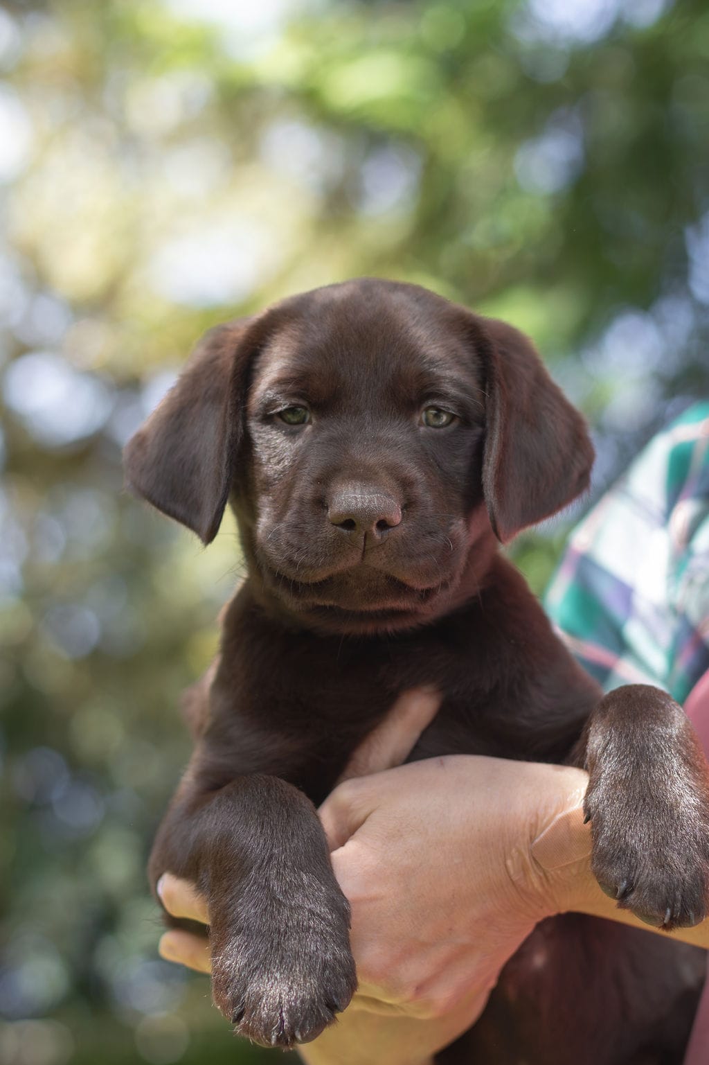 Black Collar – Labrador Retriever puppy for sale in Sammamish, WA