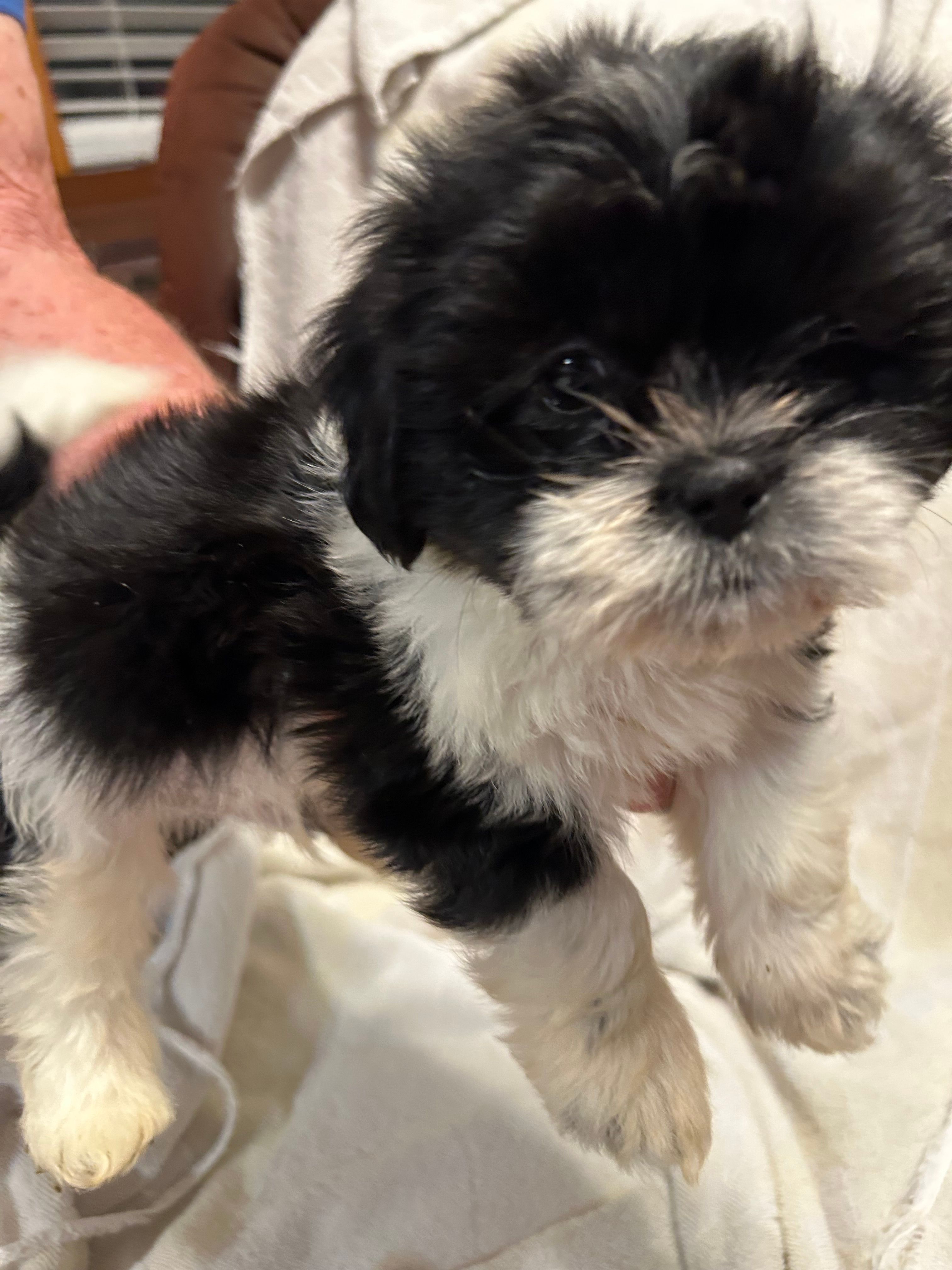 C – Shih Tzu puppy for sale in Bonneau, SC