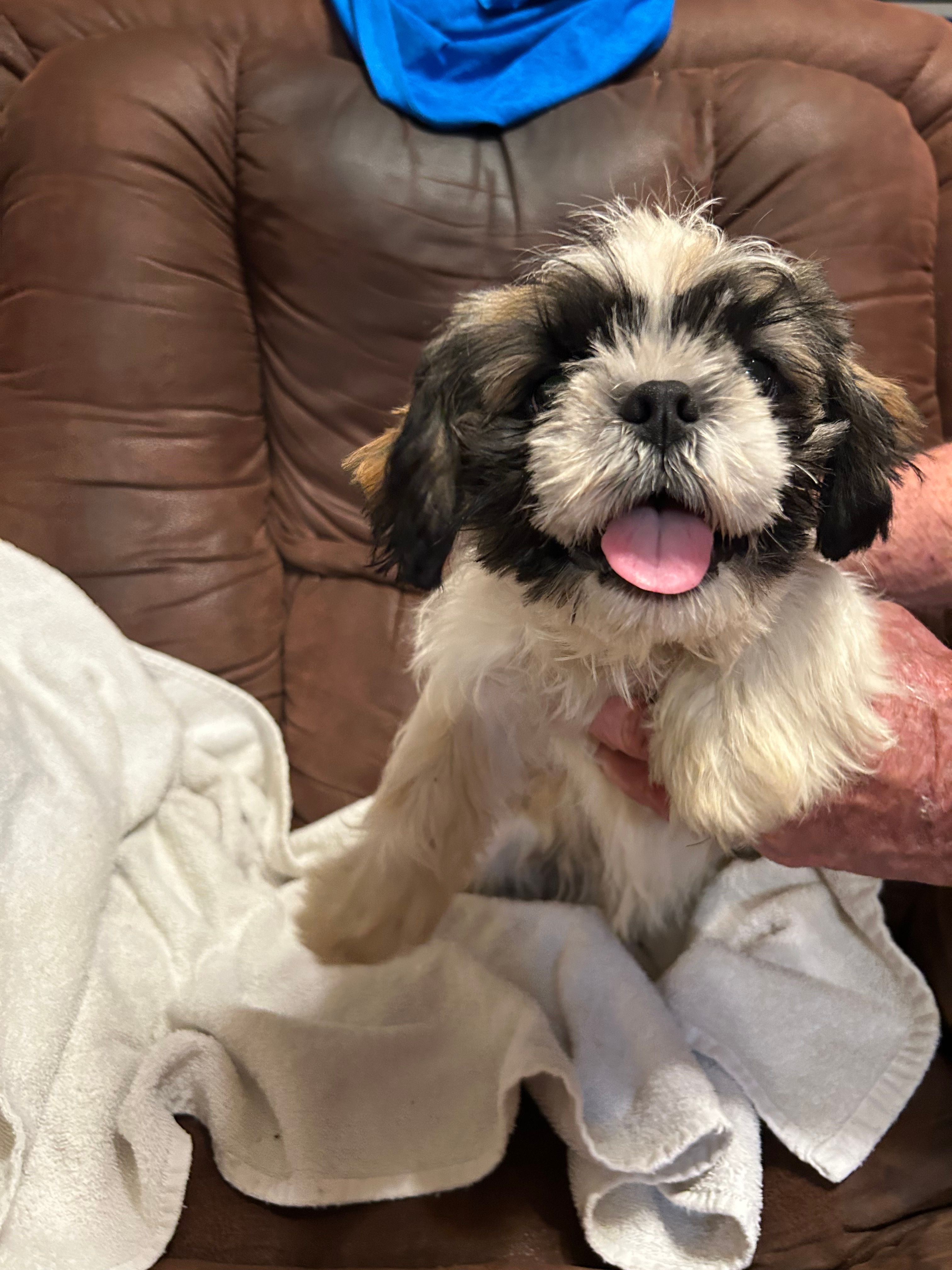 5 – Shih Tzu puppy for sale in Bonneau, SC