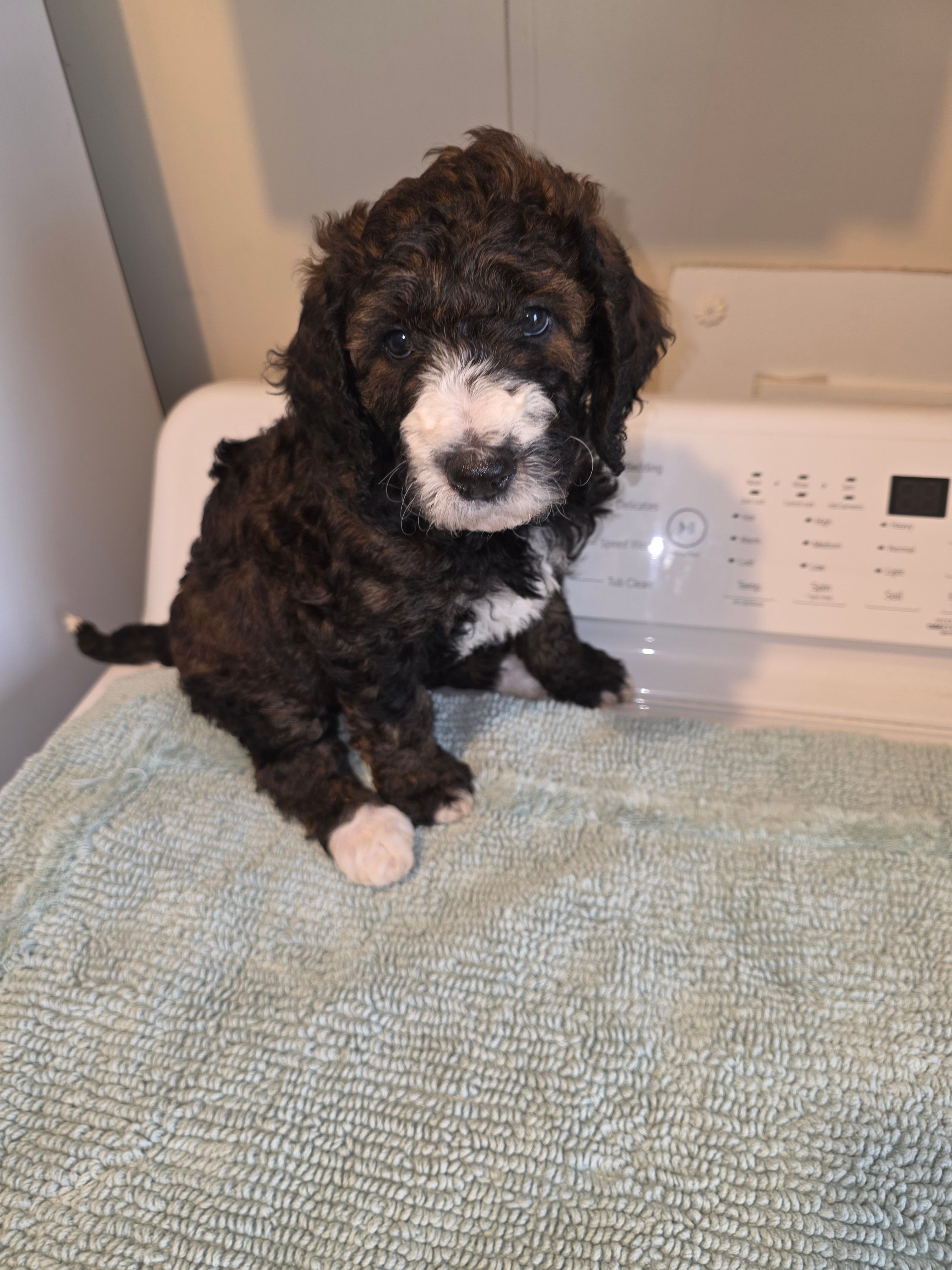 Skye – Bernese Mountain Dog, Poodle - Standard  puppy for sale in Simpsonville, SC