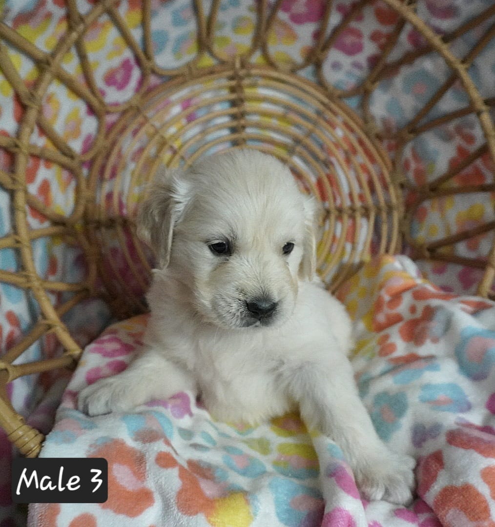 MN Male – English Cream Golden Retriever puppy for sale in Brainerd, MN