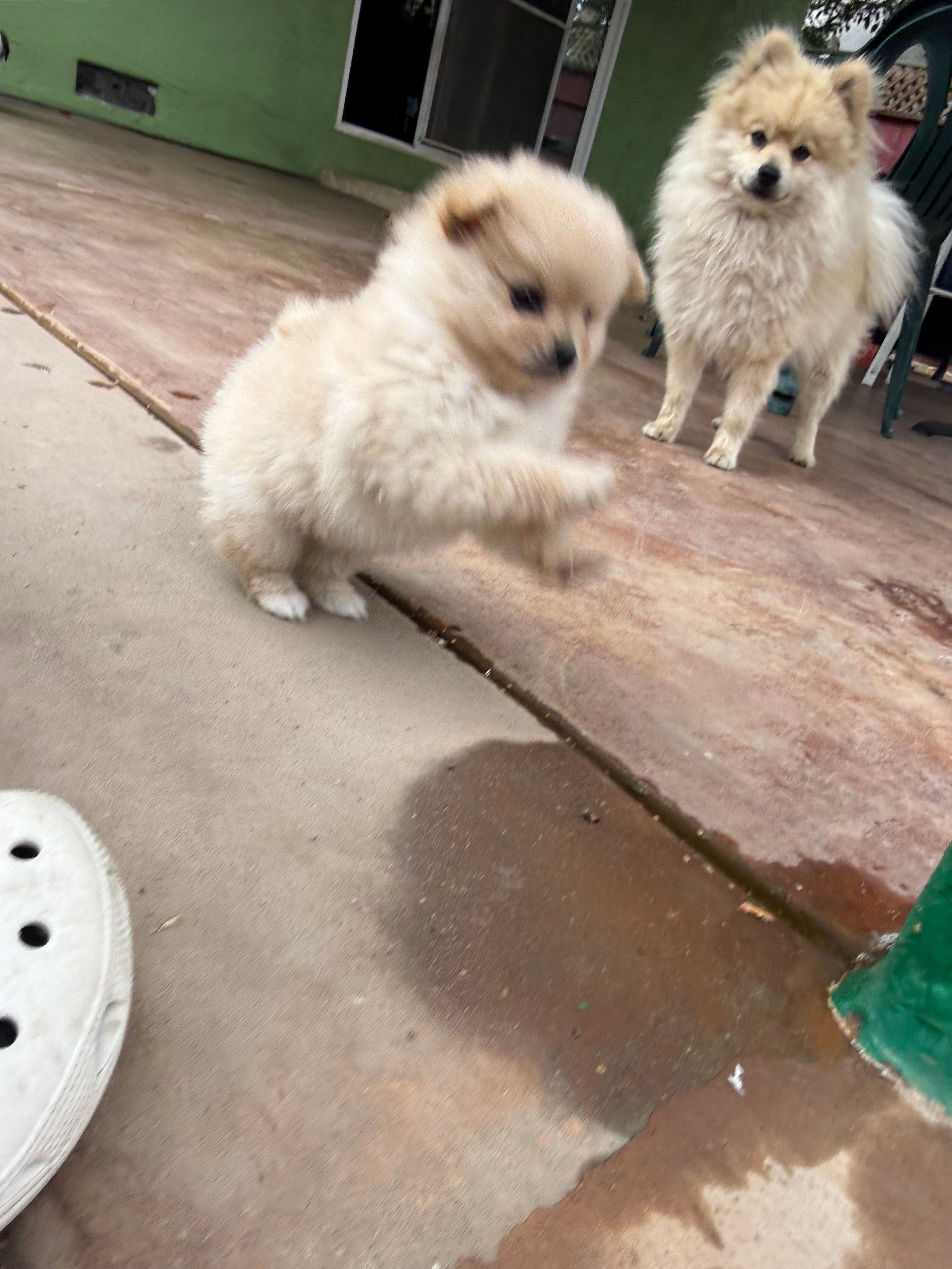 Coco – Pomeranian puppy for sale in Tracy, CA