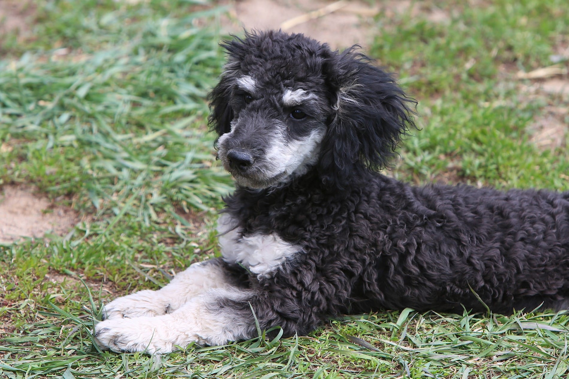 "Ro" – Miniature Aussiedoodle puppy for sale in Rhinelander, WI