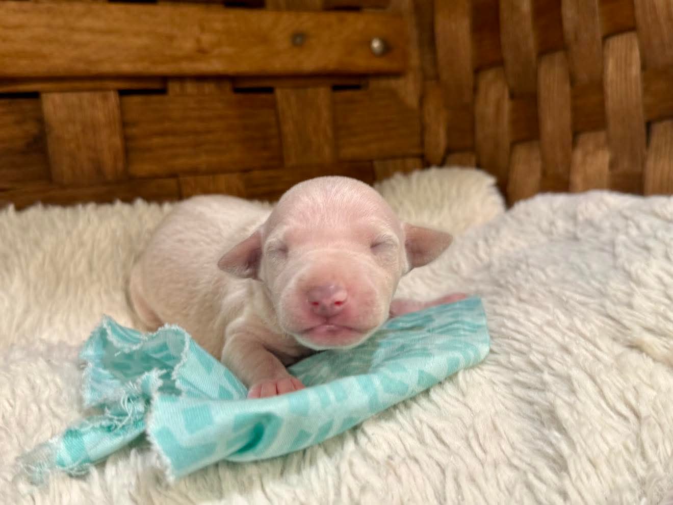 Gatsby – Italian Greyhound puppy for sale in Choudrant, LA