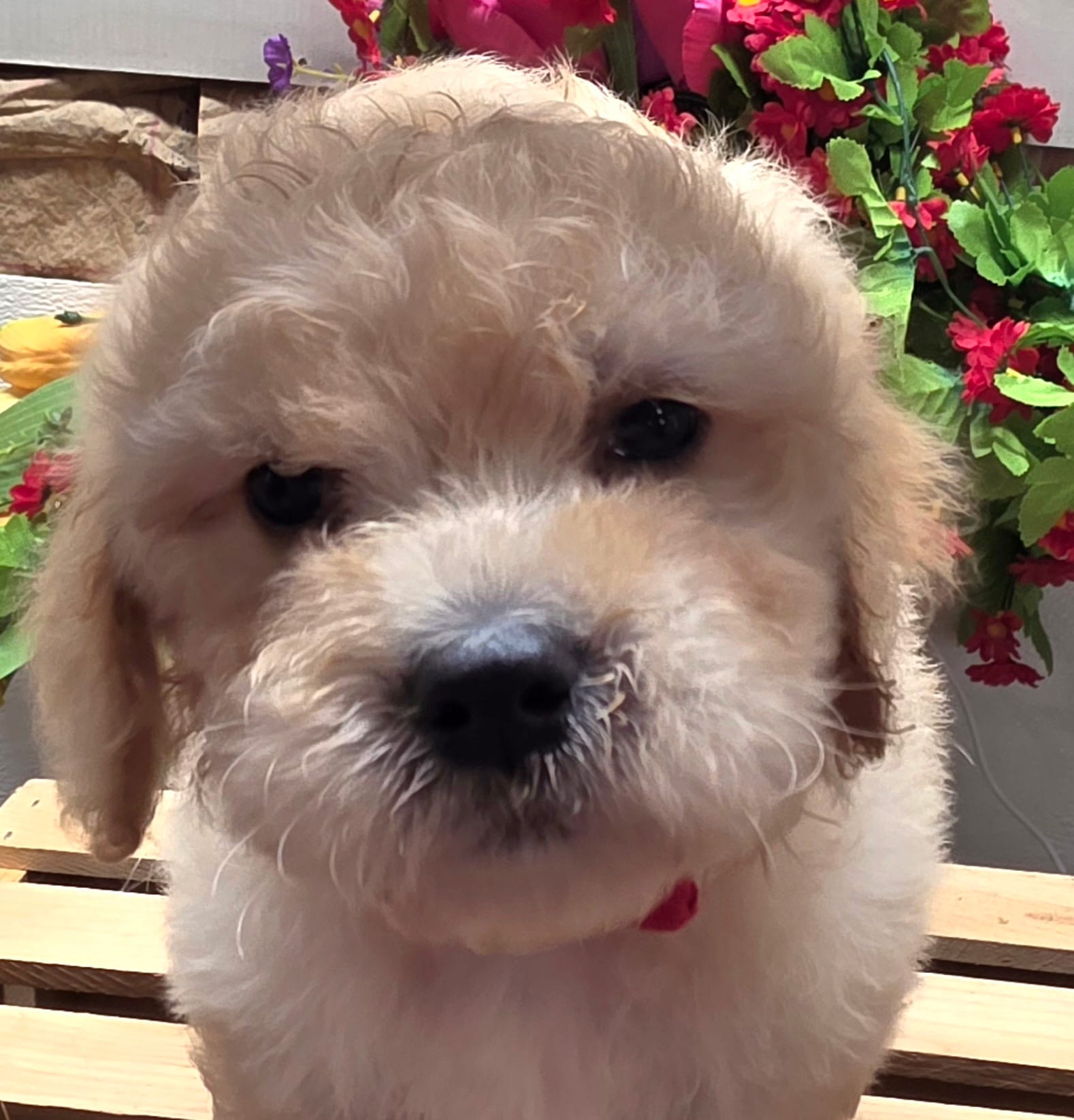 Jude – Goldendoodle puppy for sale in Red Boiling Springs, TN