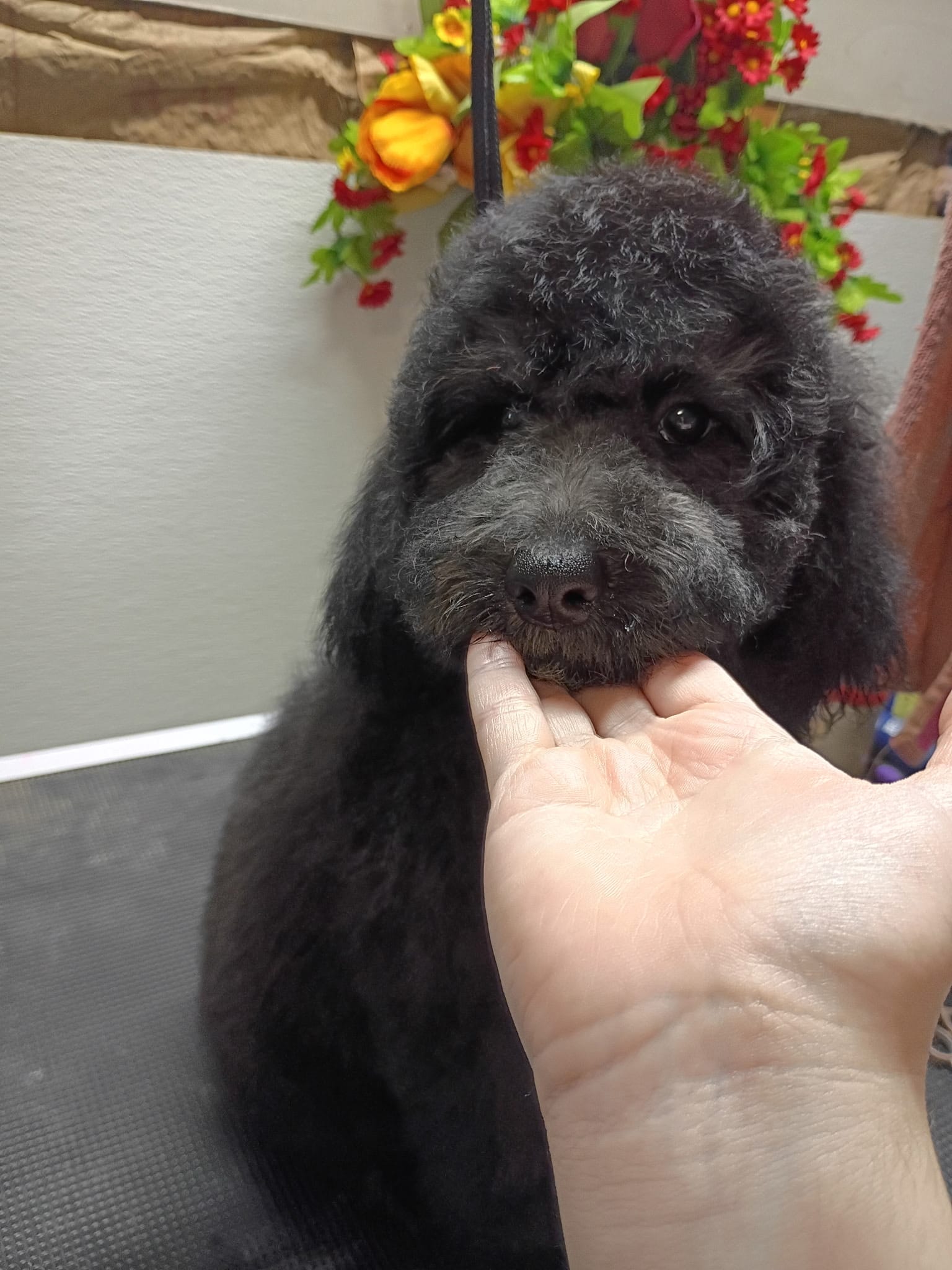 Frankie – Miniature Goldendoodle puppy for sale in Red Boiling Springs, TN