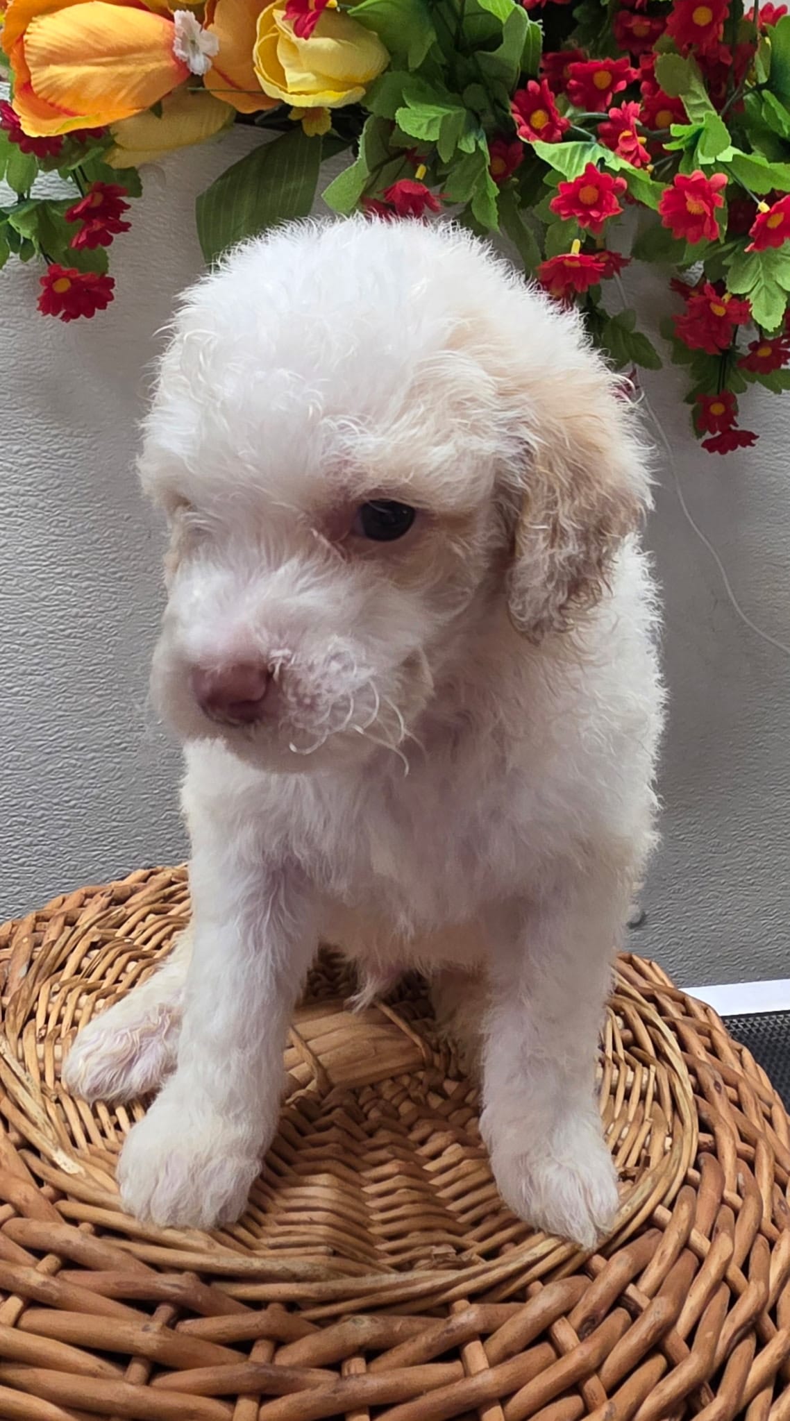 Teddy – Miniature Goldendoodle puppy for sale in Red Boiling Springs, TN