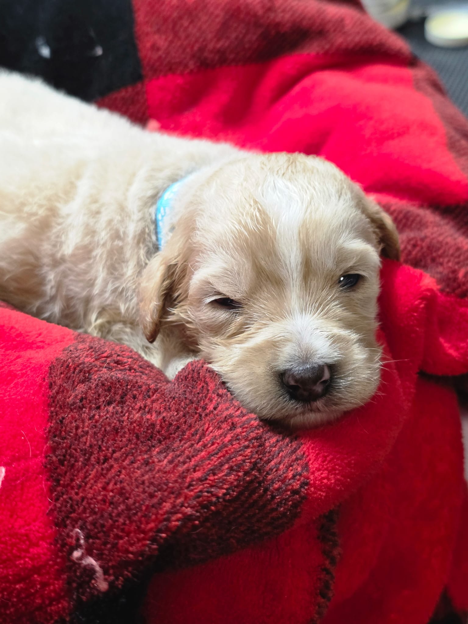 Micky – Miniature Goldendoodle puppy for sale in Red Boiling Springs, TN