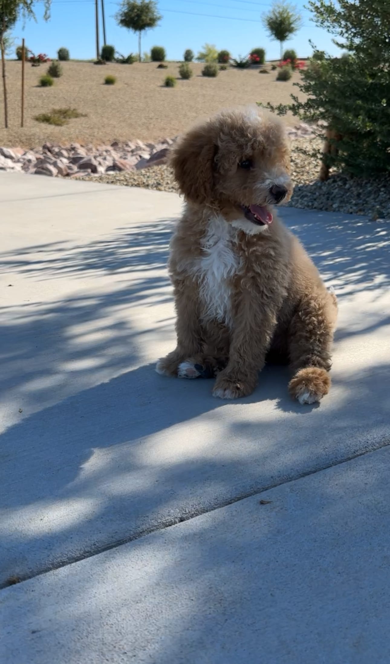 MINI GOLDENDOODLE  – Miniature Goldendoodle puppy for sale in Buckeye, AZ