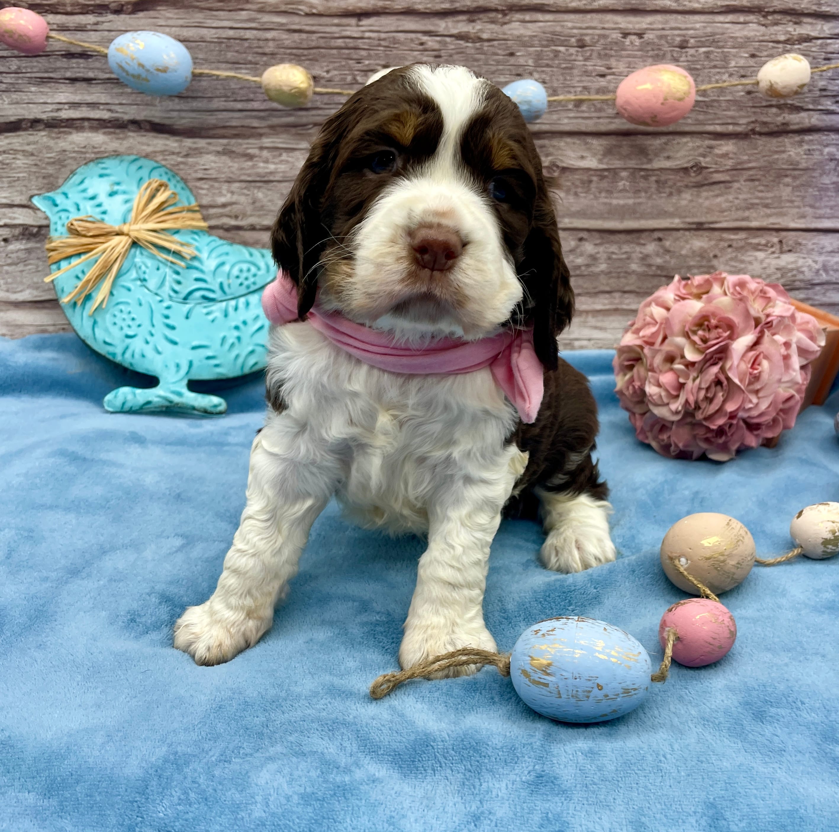 Jessie – English Springer Spaniel puppy for sale in Rogers, OH