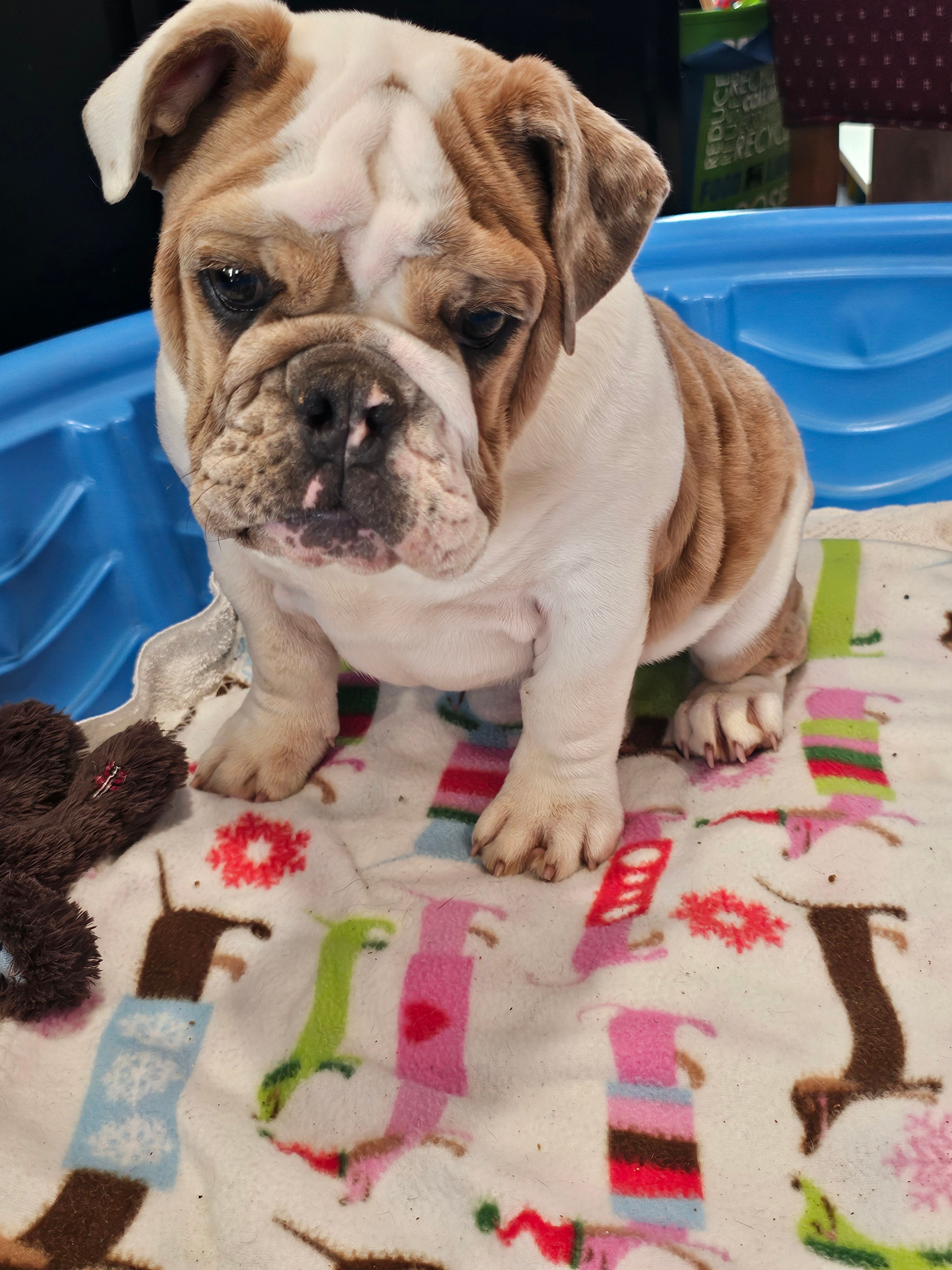 Faith – English Bulldog puppy for sale in Stanley, VA