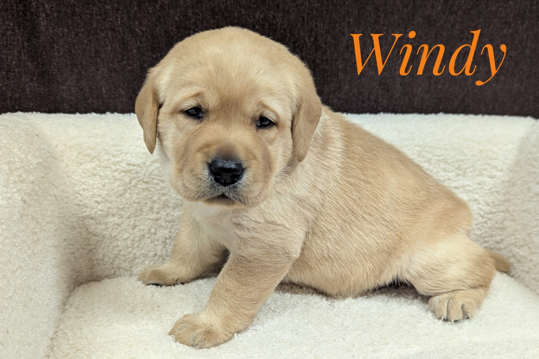 Windy – Labrador Retriever puppy for sale in Lima, OH