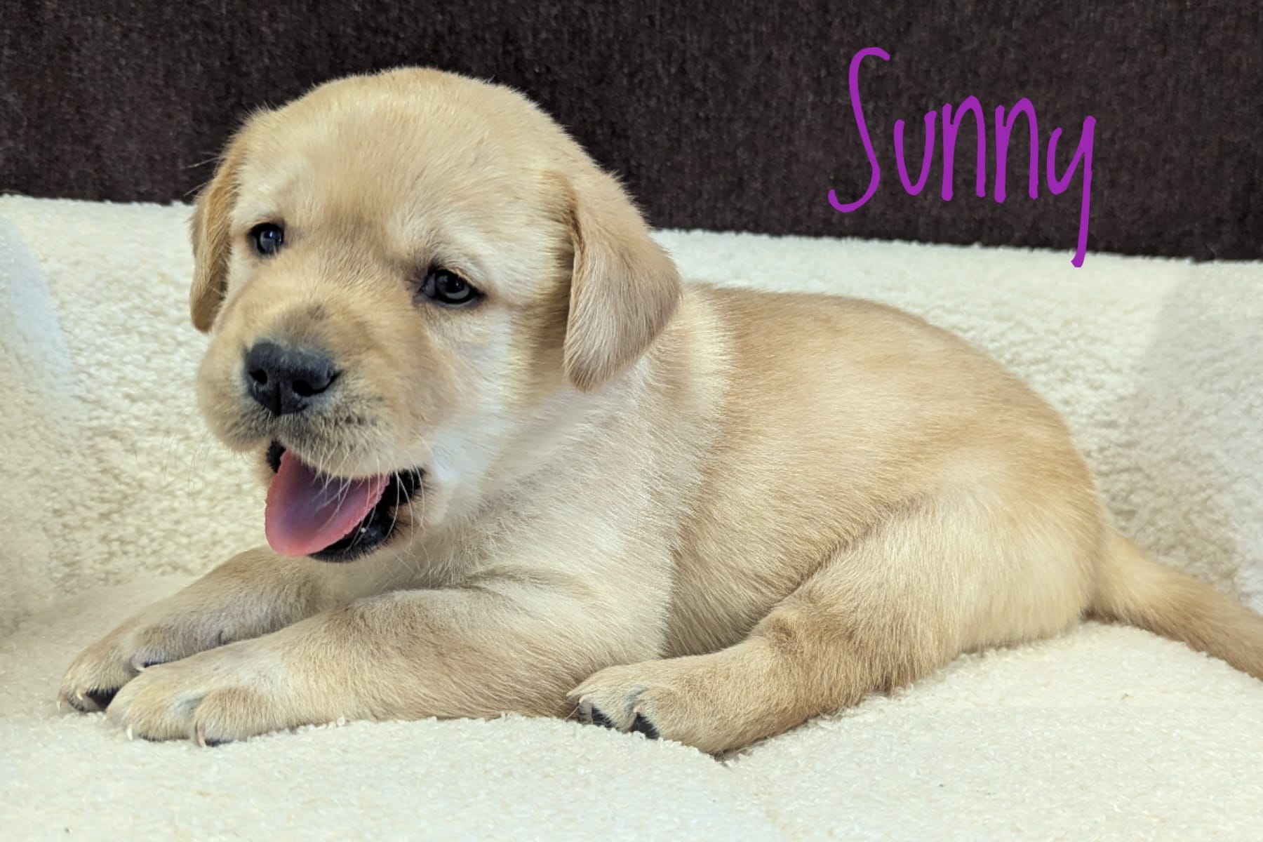 Sunny – Labrador Retriever puppy for sale in Lima, OH