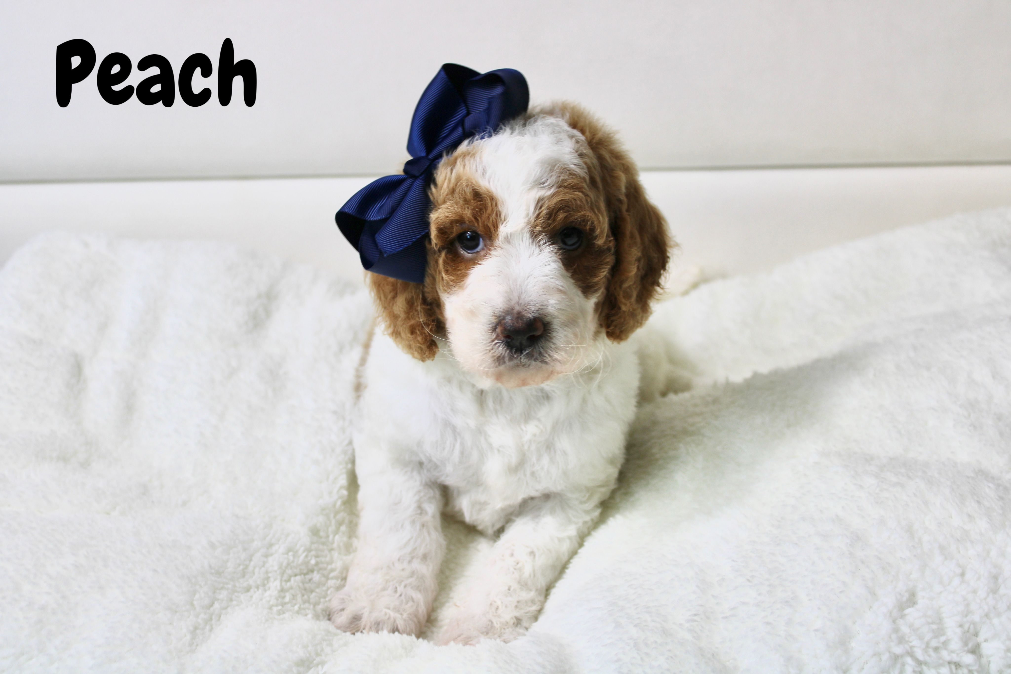Peach – Goldendoodle puppy for sale in Casa Grande, AZ