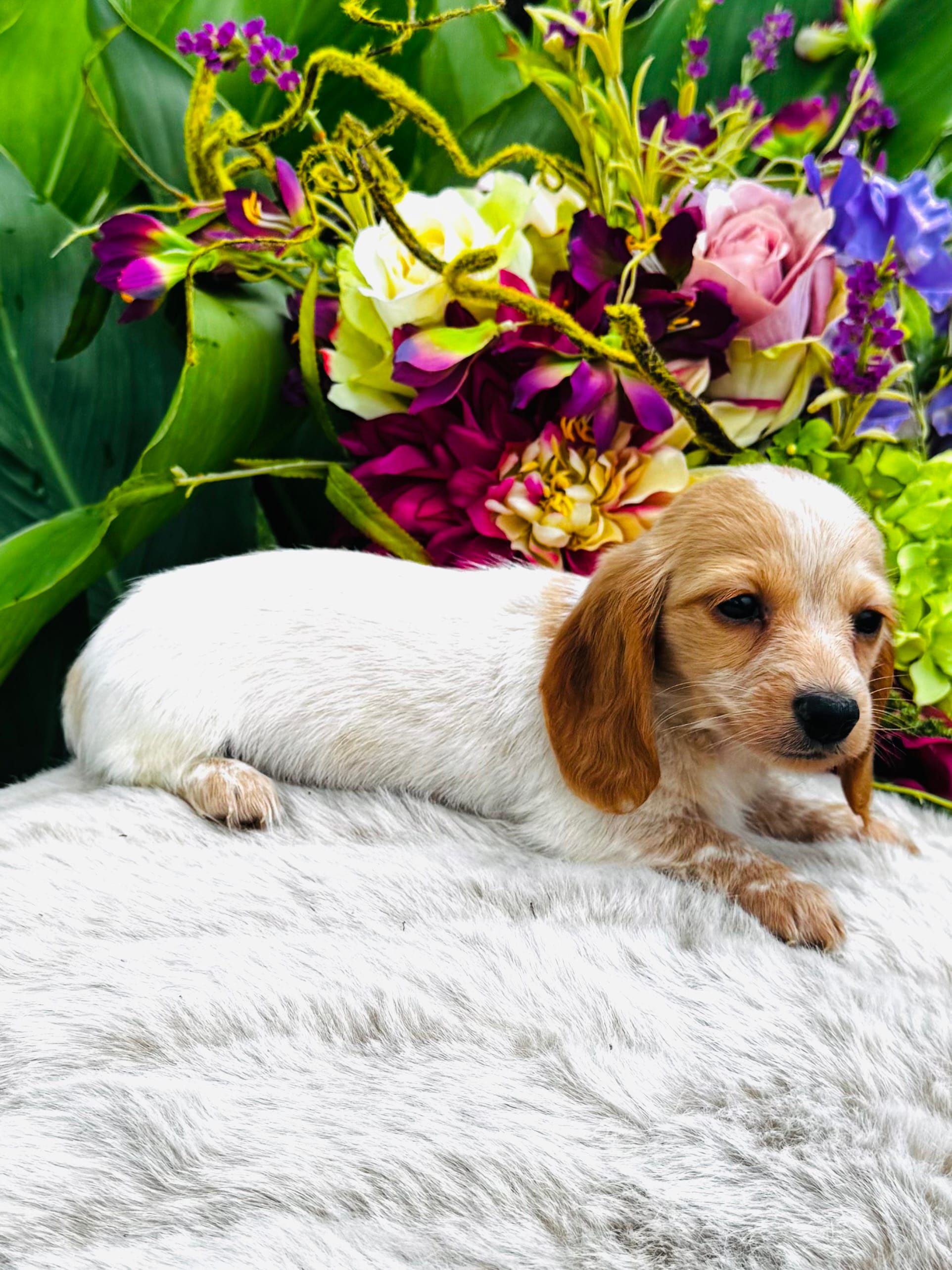 Lemon Drop – Miniature Dachshund puppy for sale in Ardmore, OK