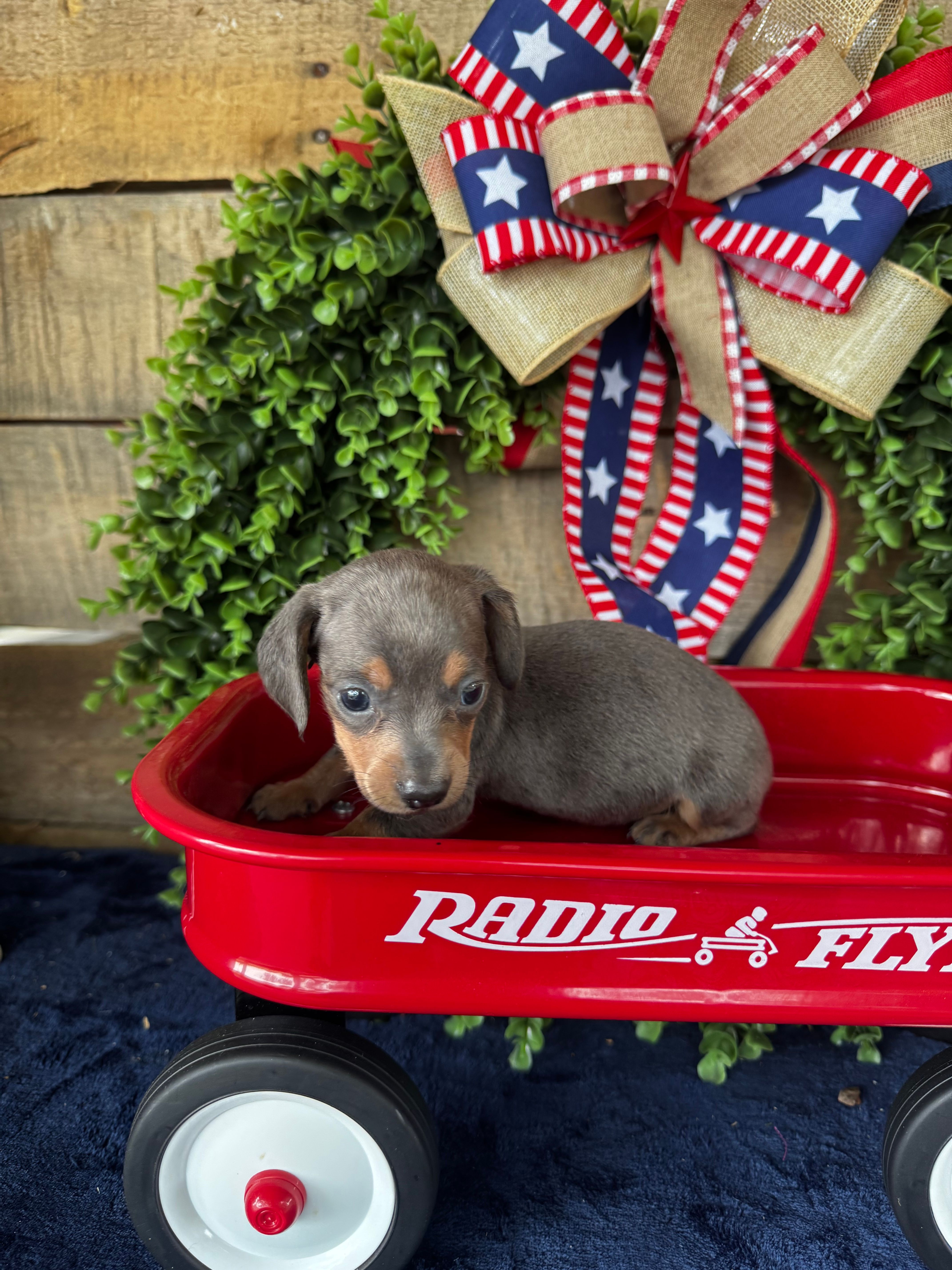 Jackie  – Miniature Dachshund puppy for sale in Ardmore, OK
