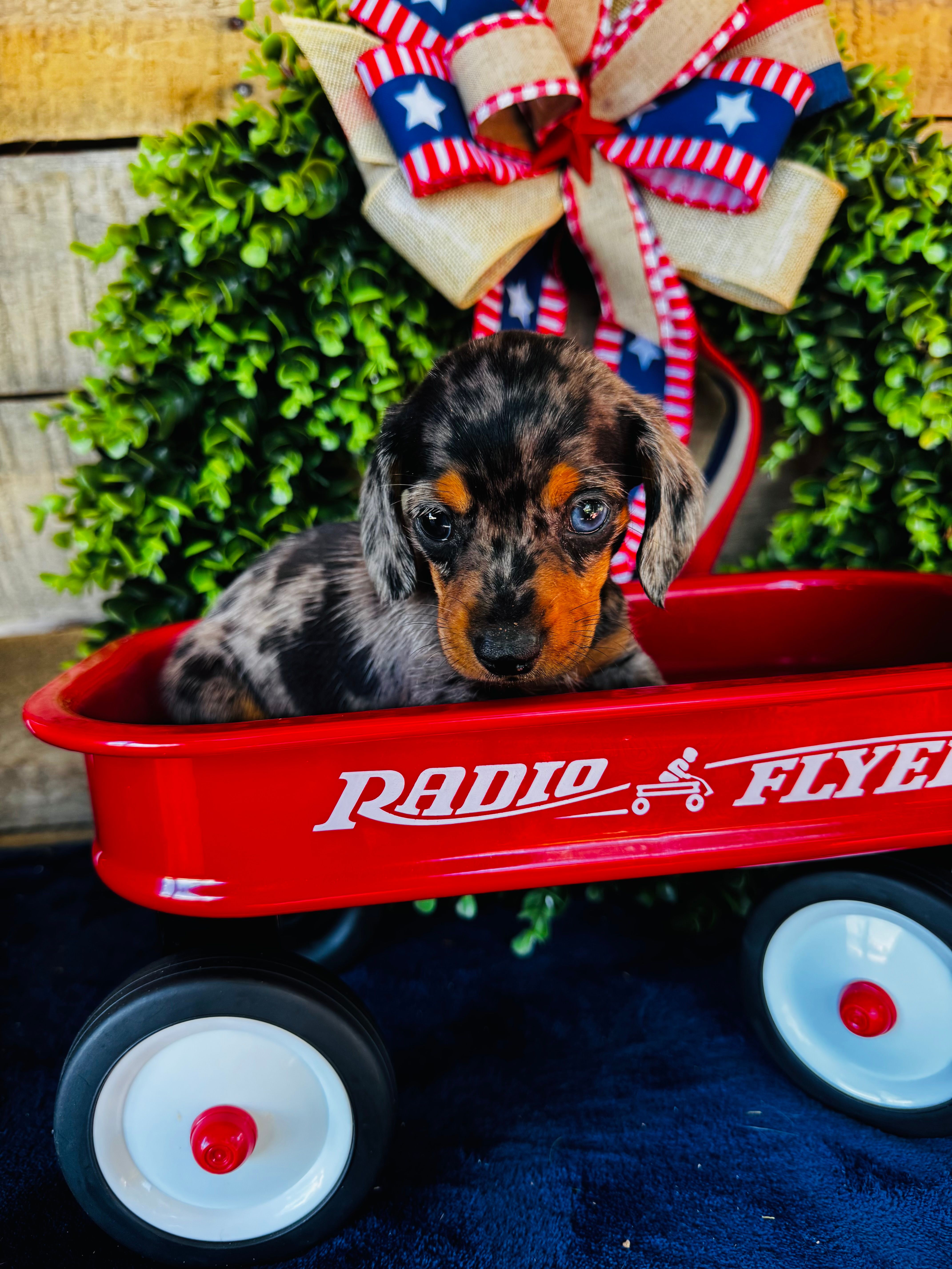 Rooster (Longhair) – Miniature Dachshund puppy for sale in Ardmore, OK