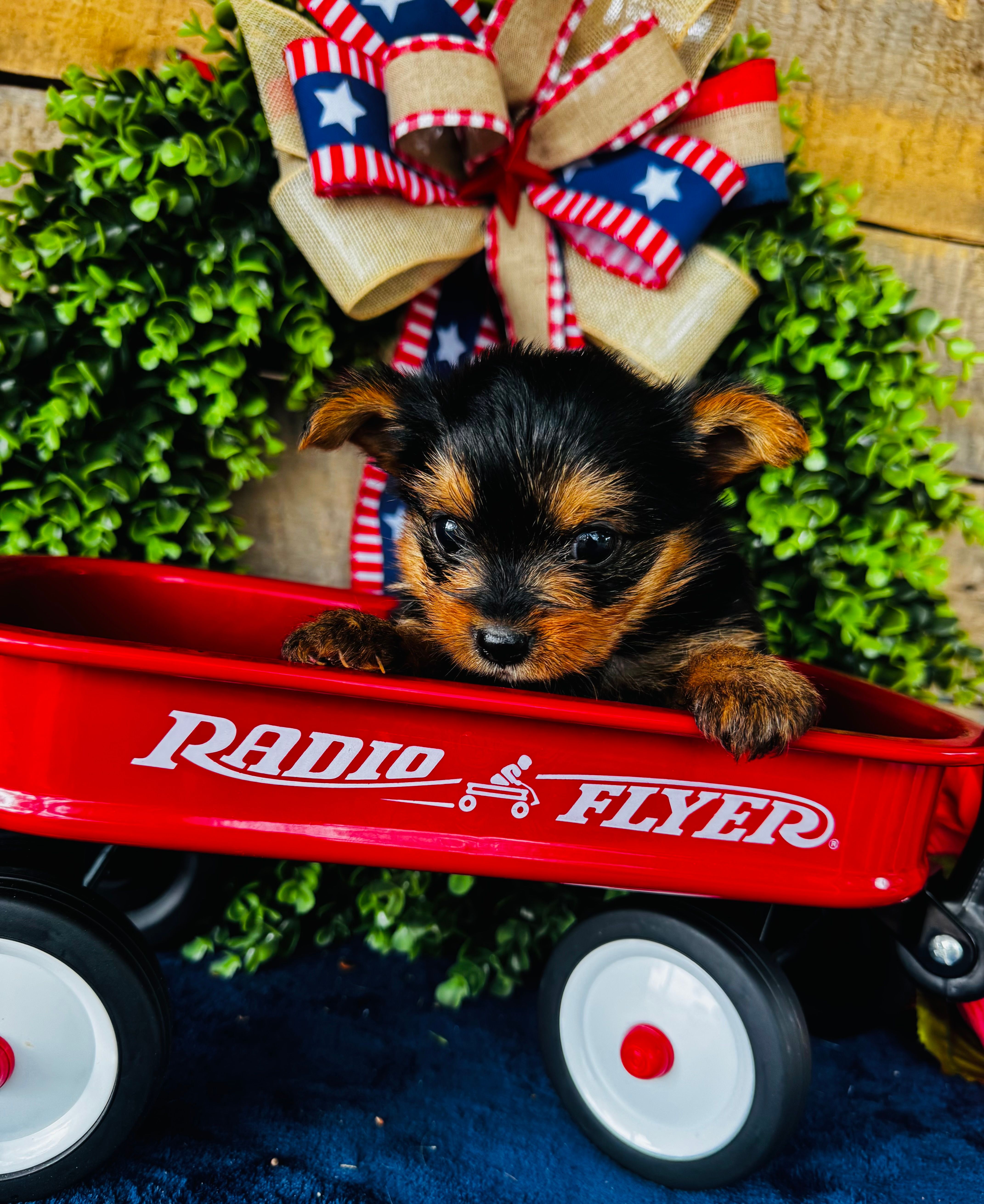 Gigi  – Yorkshire Terrier puppy for sale in Ardmore, OK