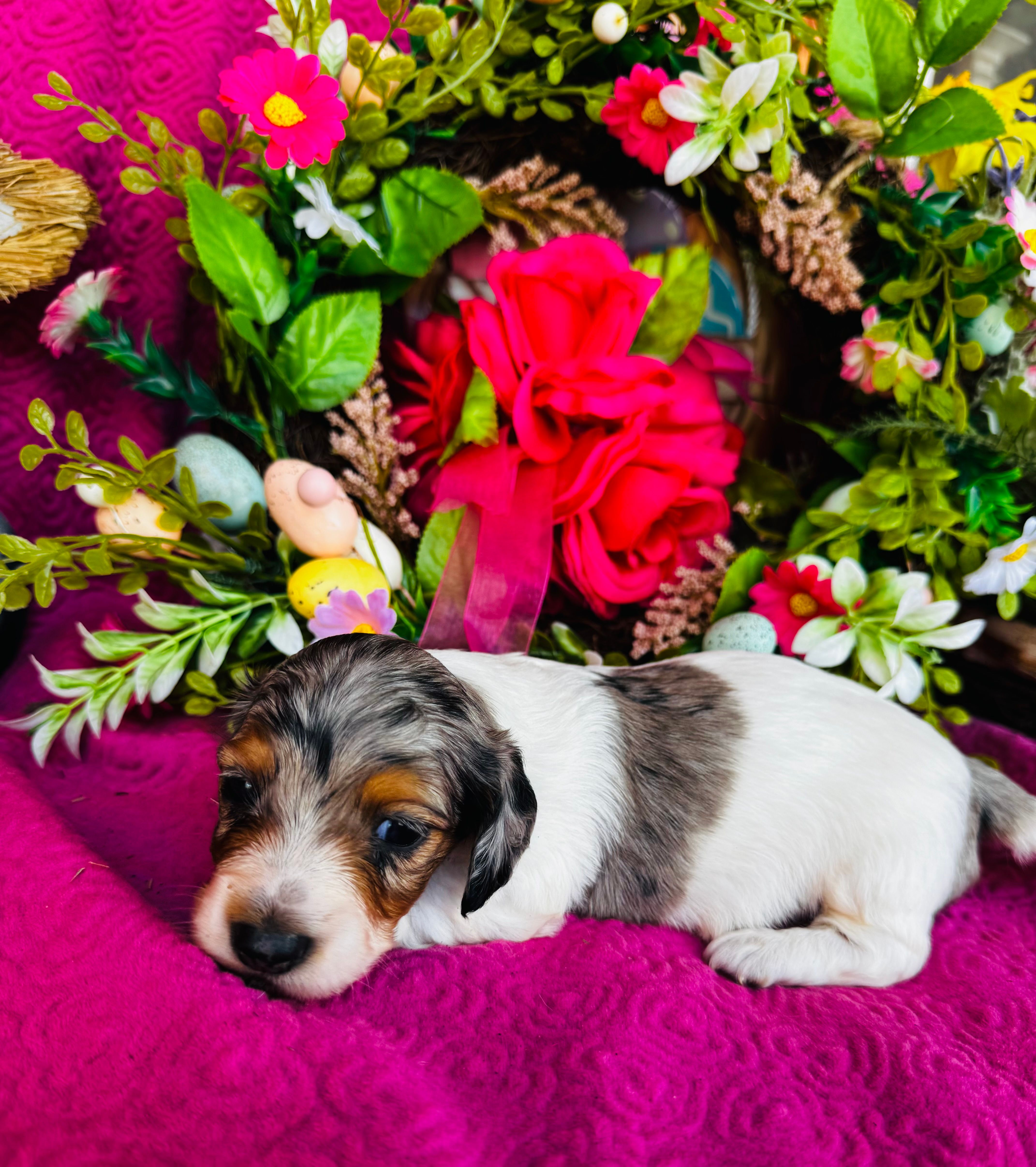 Foxie – Miniature Dachshund puppy for sale in Ardmore, OK