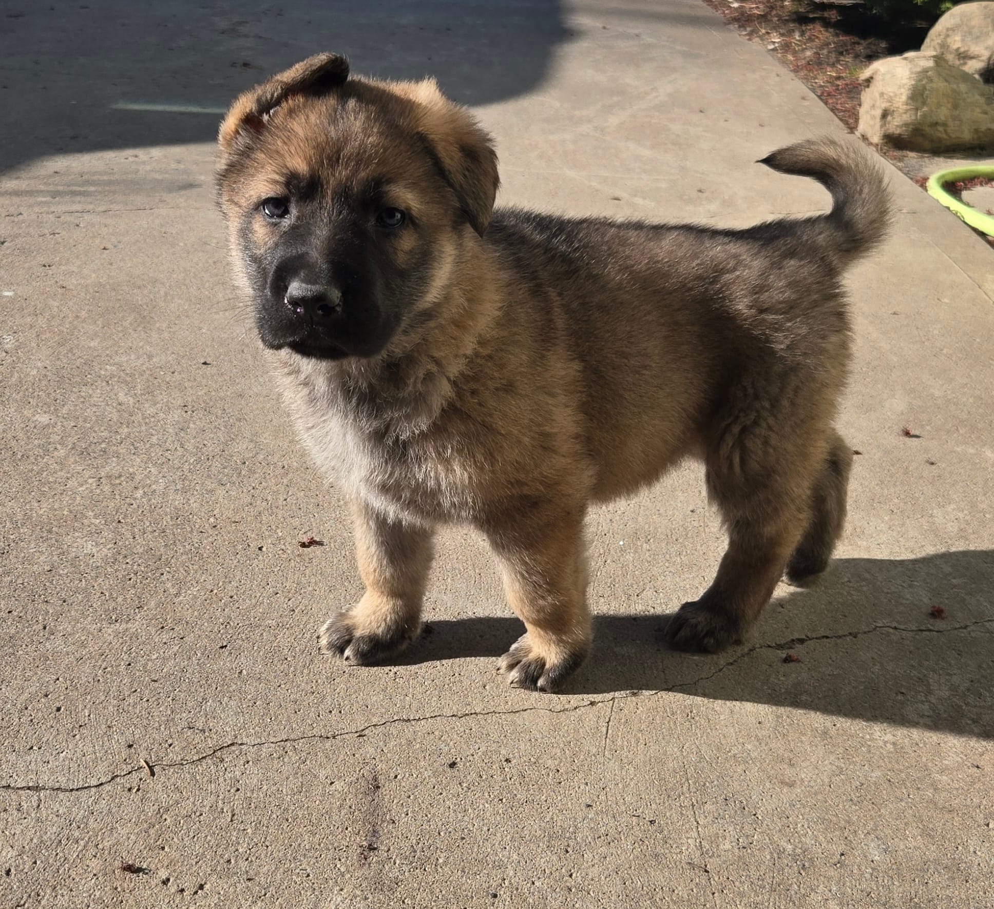 Chuck – German Shepherd Dog puppy for sale in Weedsport, NY