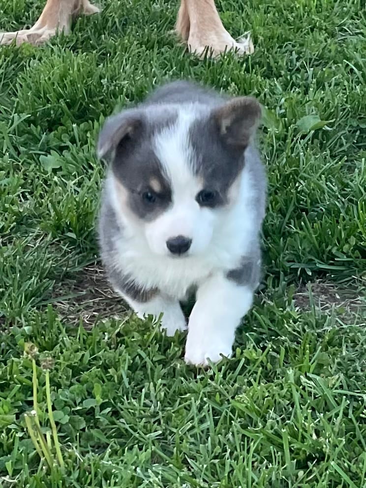 Duchess – Pembroke Welsh Corgi puppy for sale in Danville, OH
