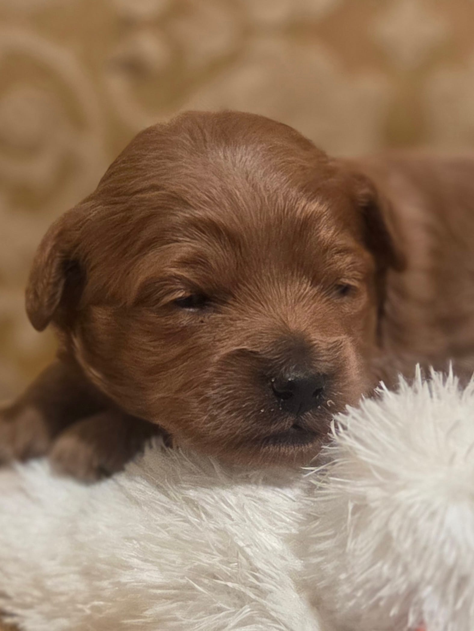 Miracle – Yorkipoo puppy for sale in Rockwall, TX