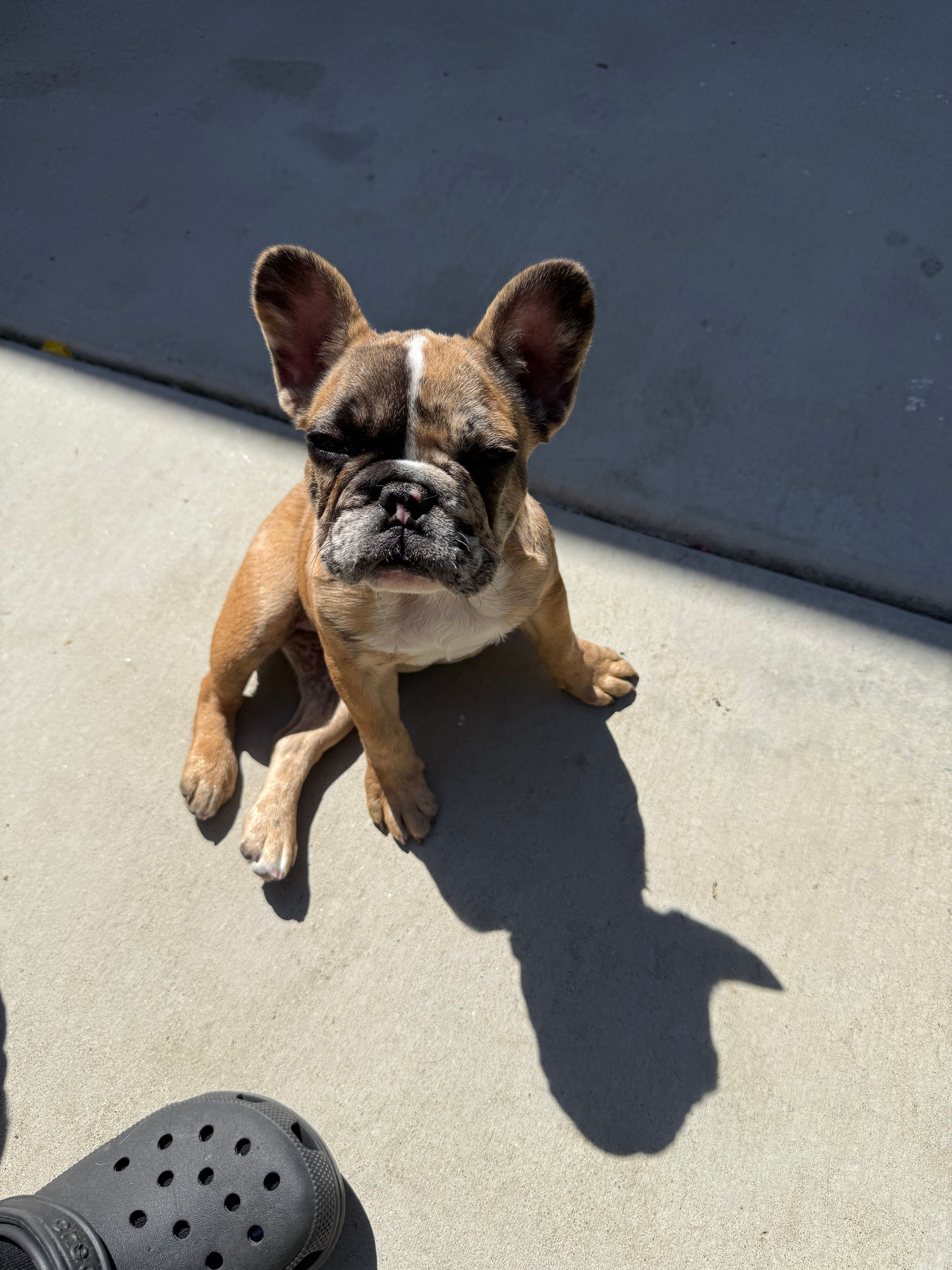 Blaze – French Bulldog puppy for sale in Elk Grove, CA