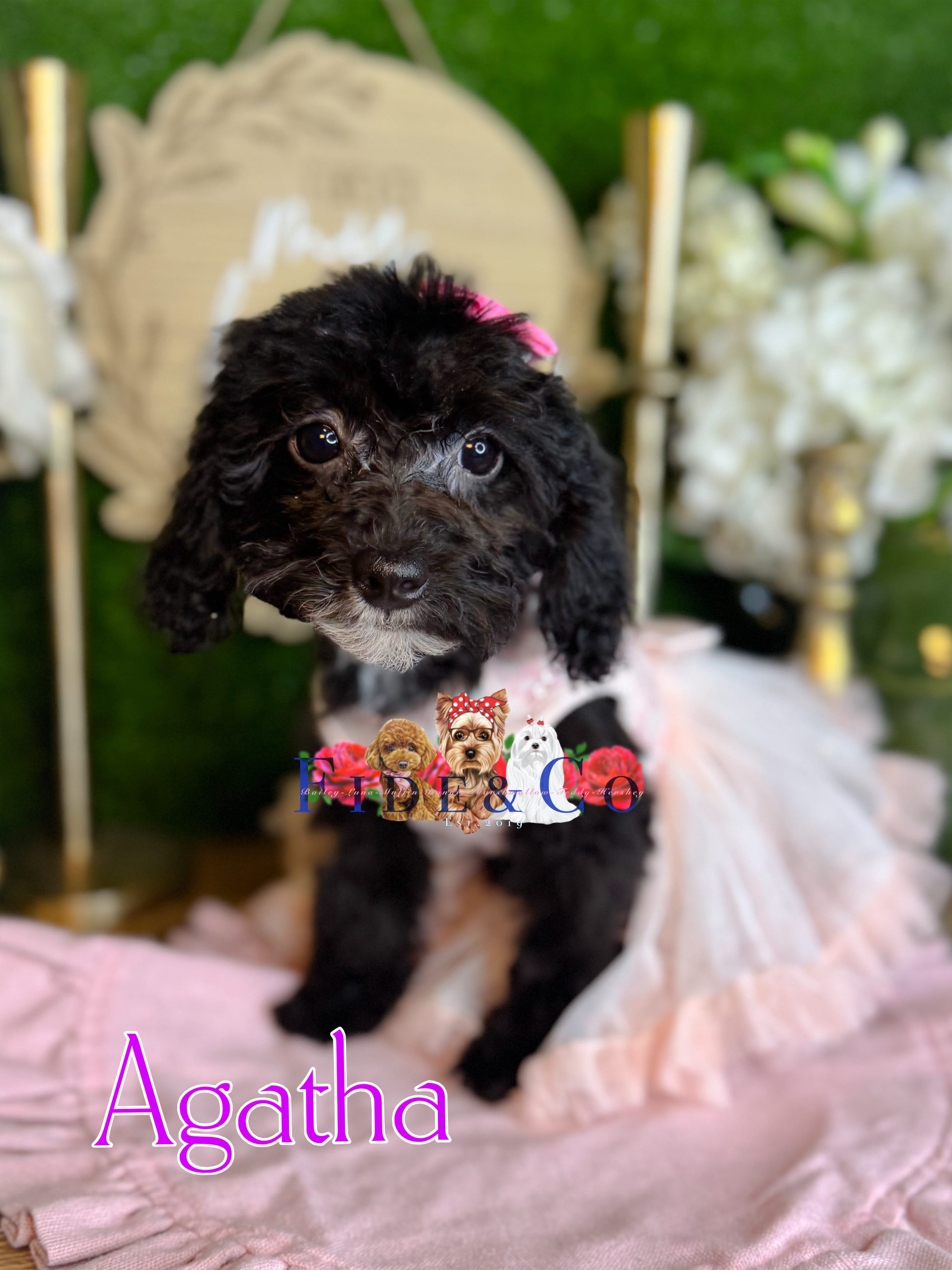 Agatha – Poodle - Toy  puppy for sale in Goldsboro, NC