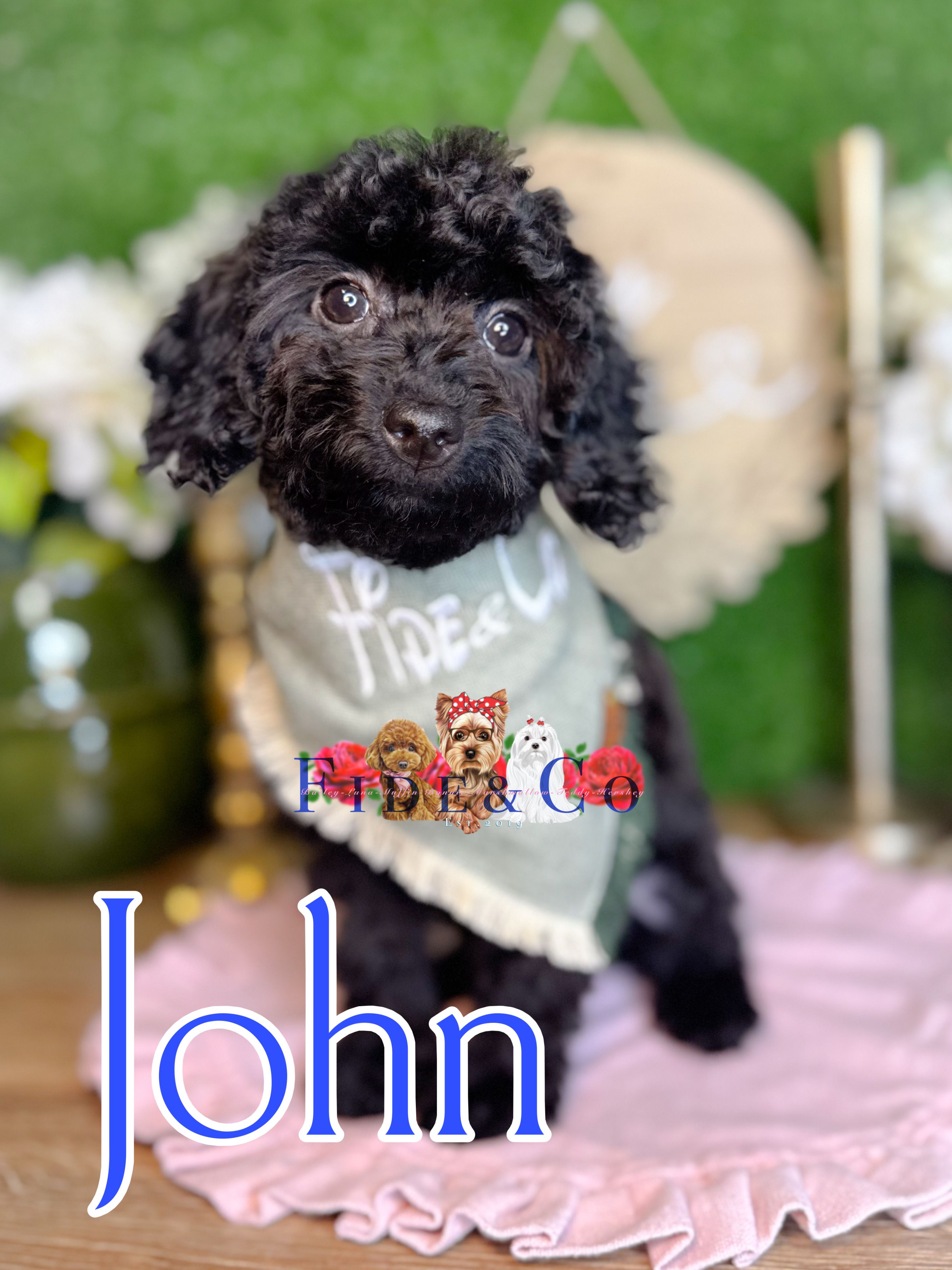 John – Poodle - Toy  puppy for sale in Goldsboro, NC