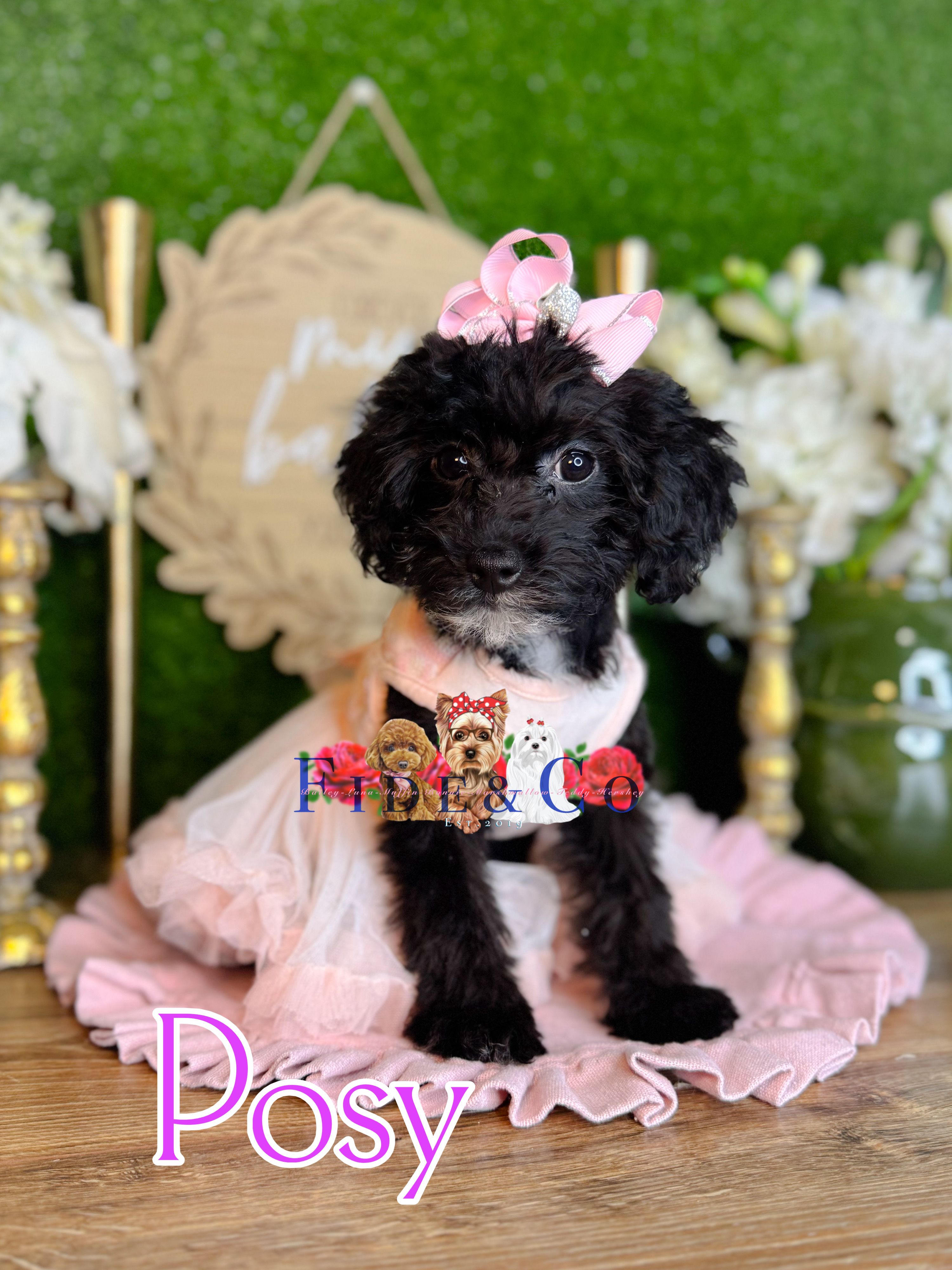 Posy – Poodle - Toy  puppy for sale in Goldsboro, NC