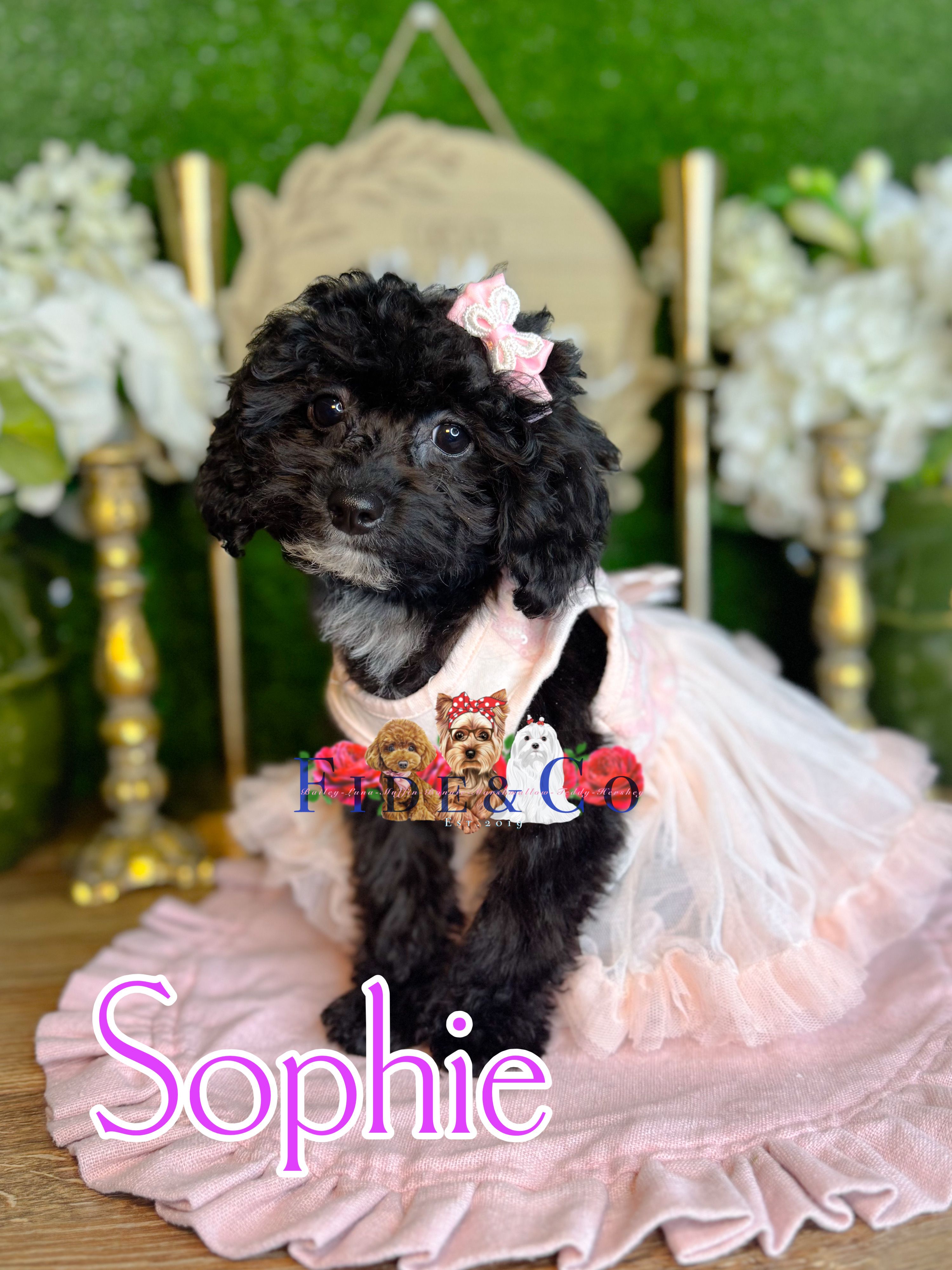 Sophie – Poodle - Toy  puppy for sale in Goldsboro, NC