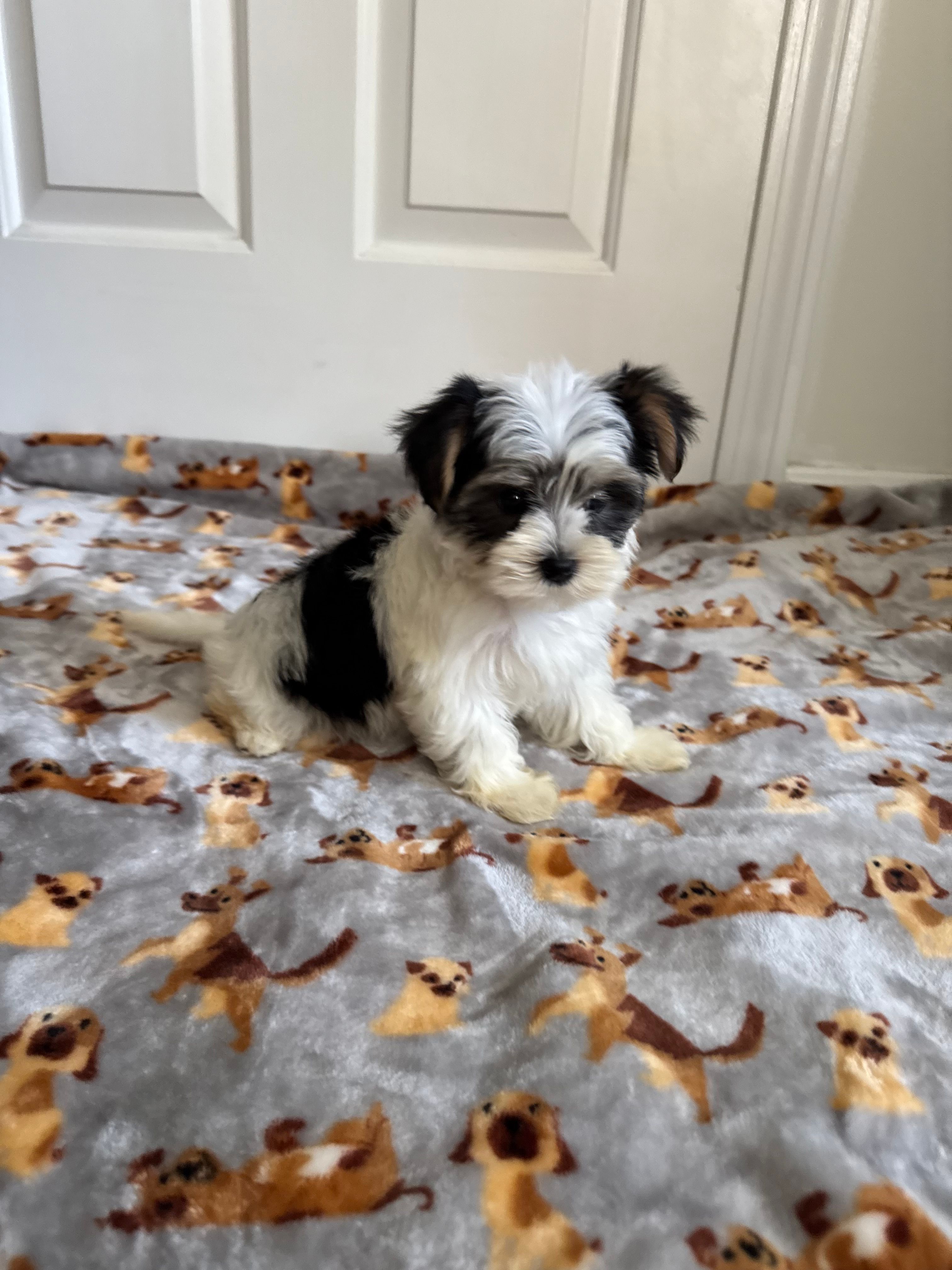 Girl 1 – Yorkshire Terrier puppy for sale in Ludlow, MA