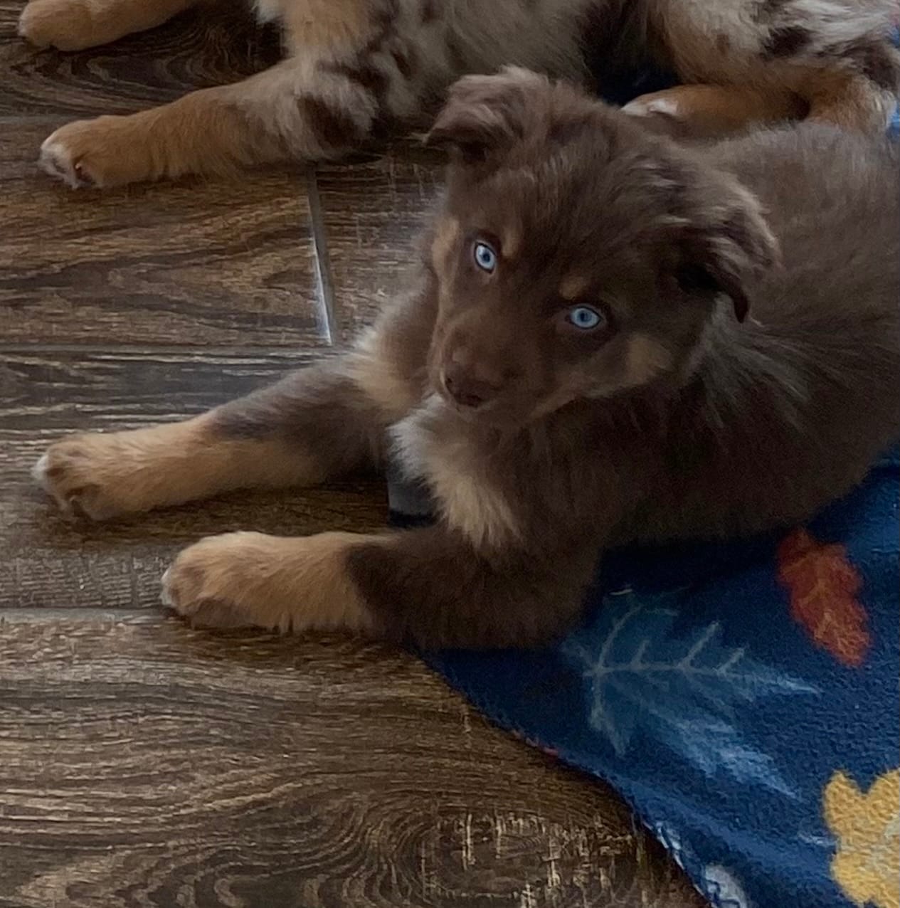 Copper – Miniature Australian Shepherd puppy for sale in Tahlequah, OK