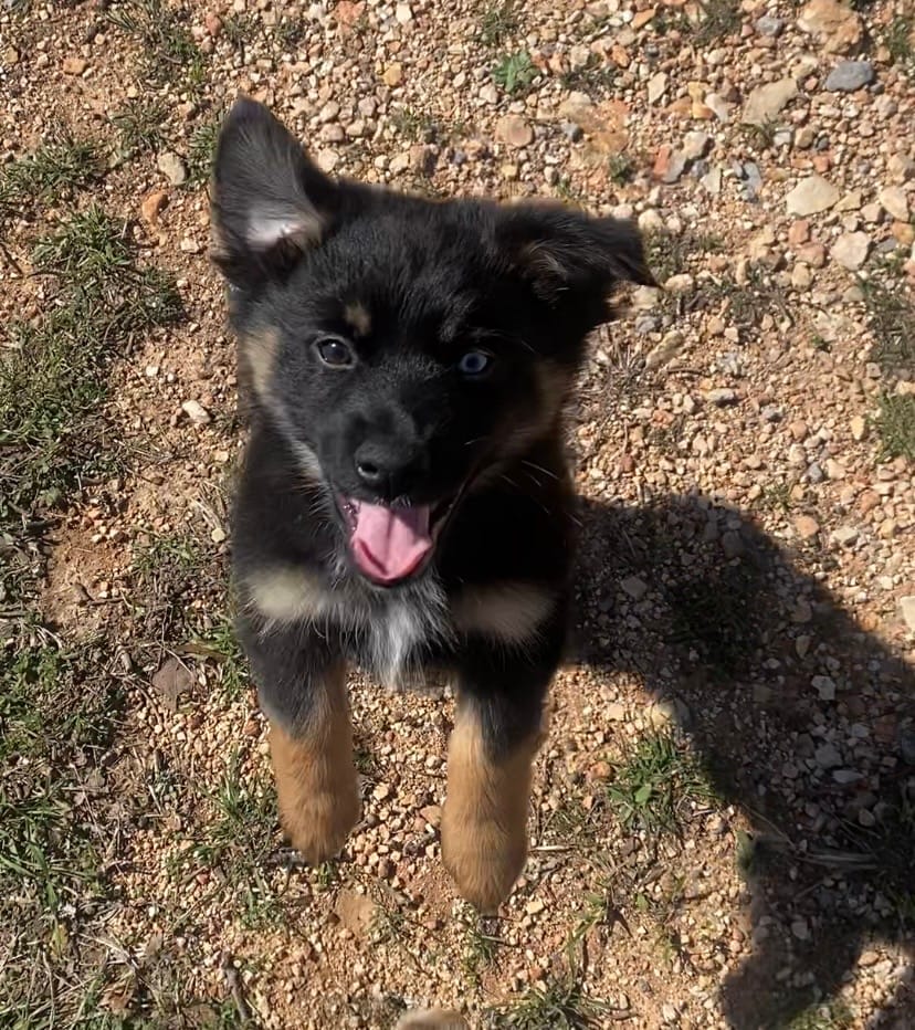 Rocky – Miniature Australian Shepherd puppy for sale in Tahlequah, OK