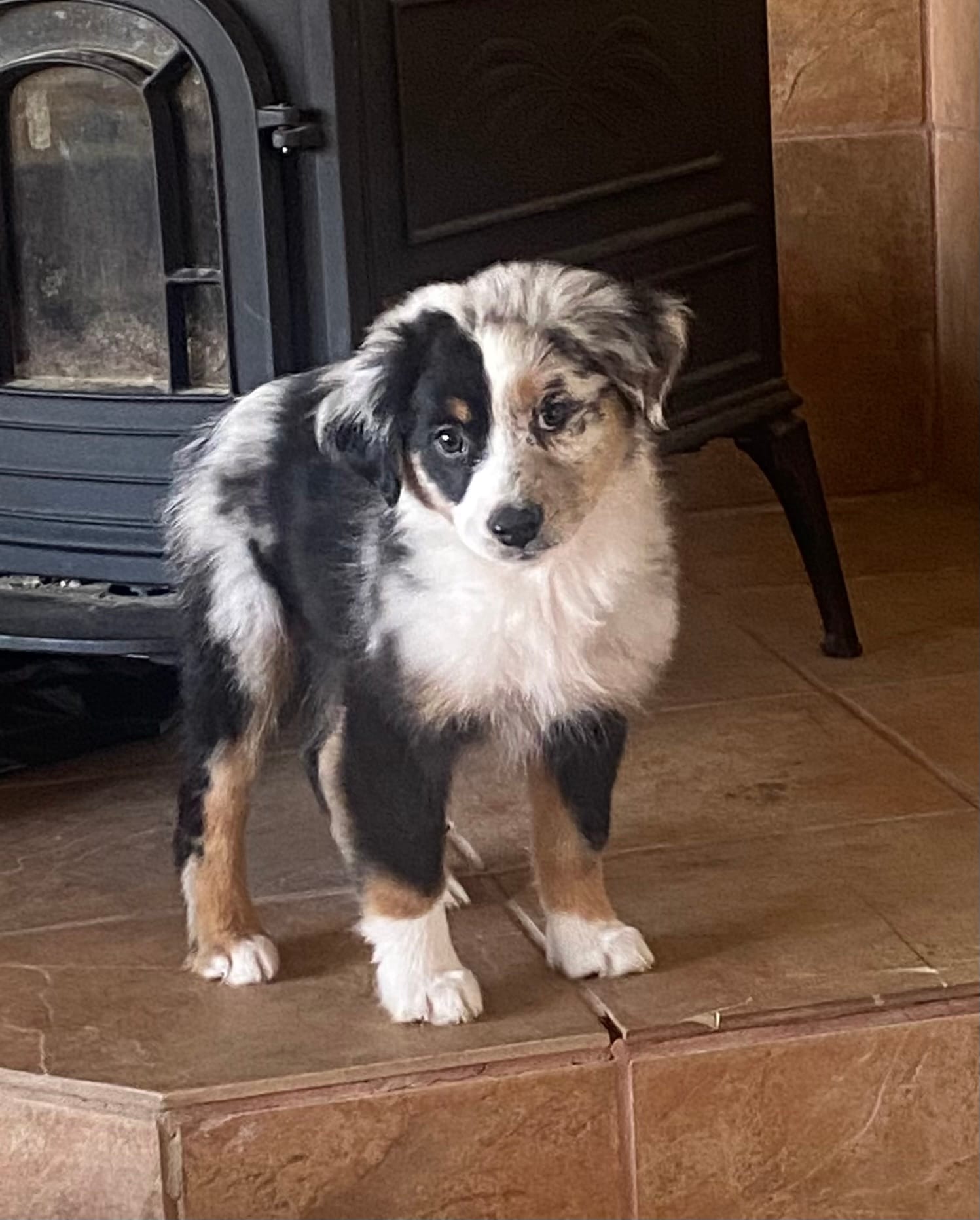 Daisy – Miniature Australian Shepherd puppy for sale in Tahlequah, OK