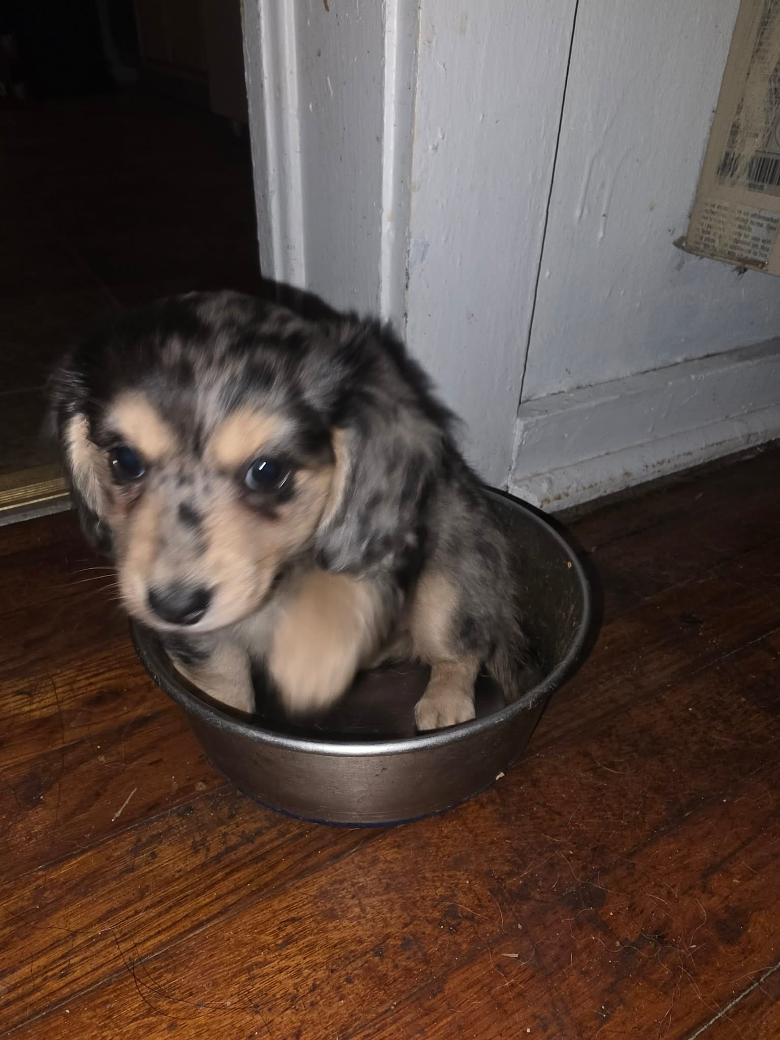 Dixie  – Miniature Dachshund puppy for sale in Cleveland, TN